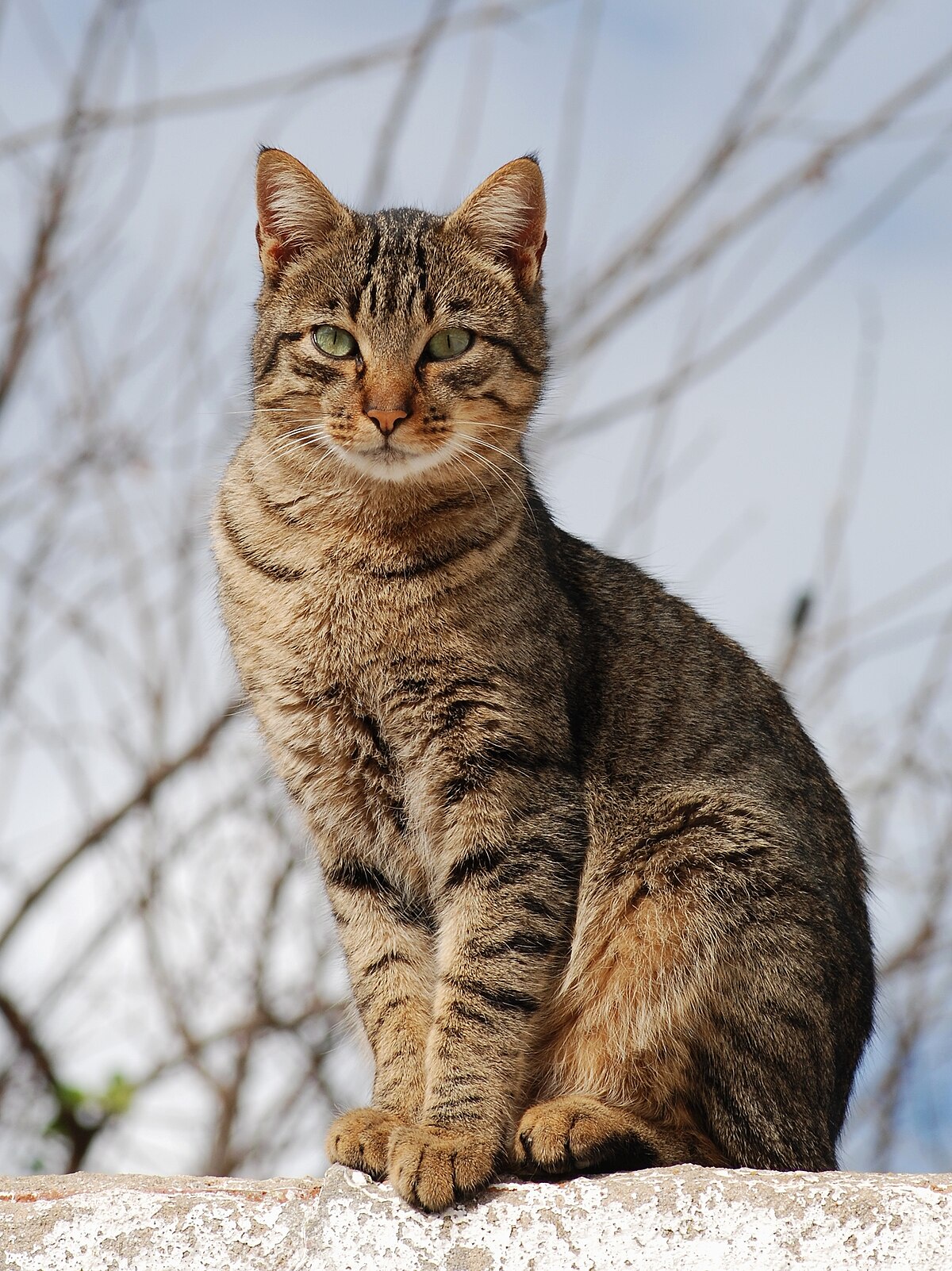 The Wikipedia Cat: A Feline Icon