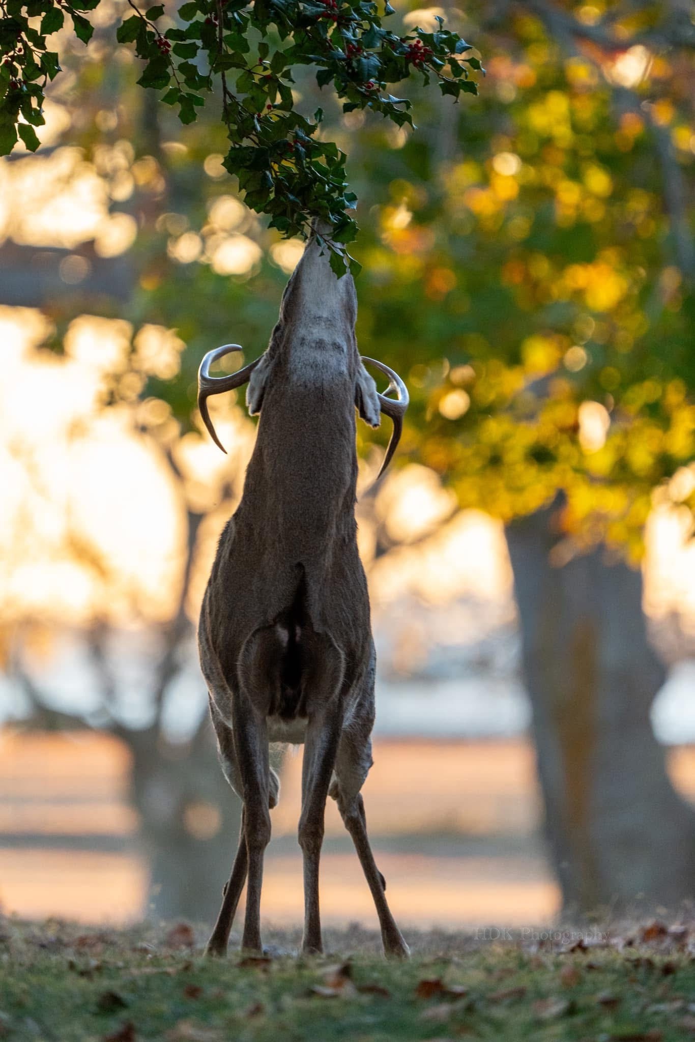 Meet Buck: The Meme That Stole Our Hearts