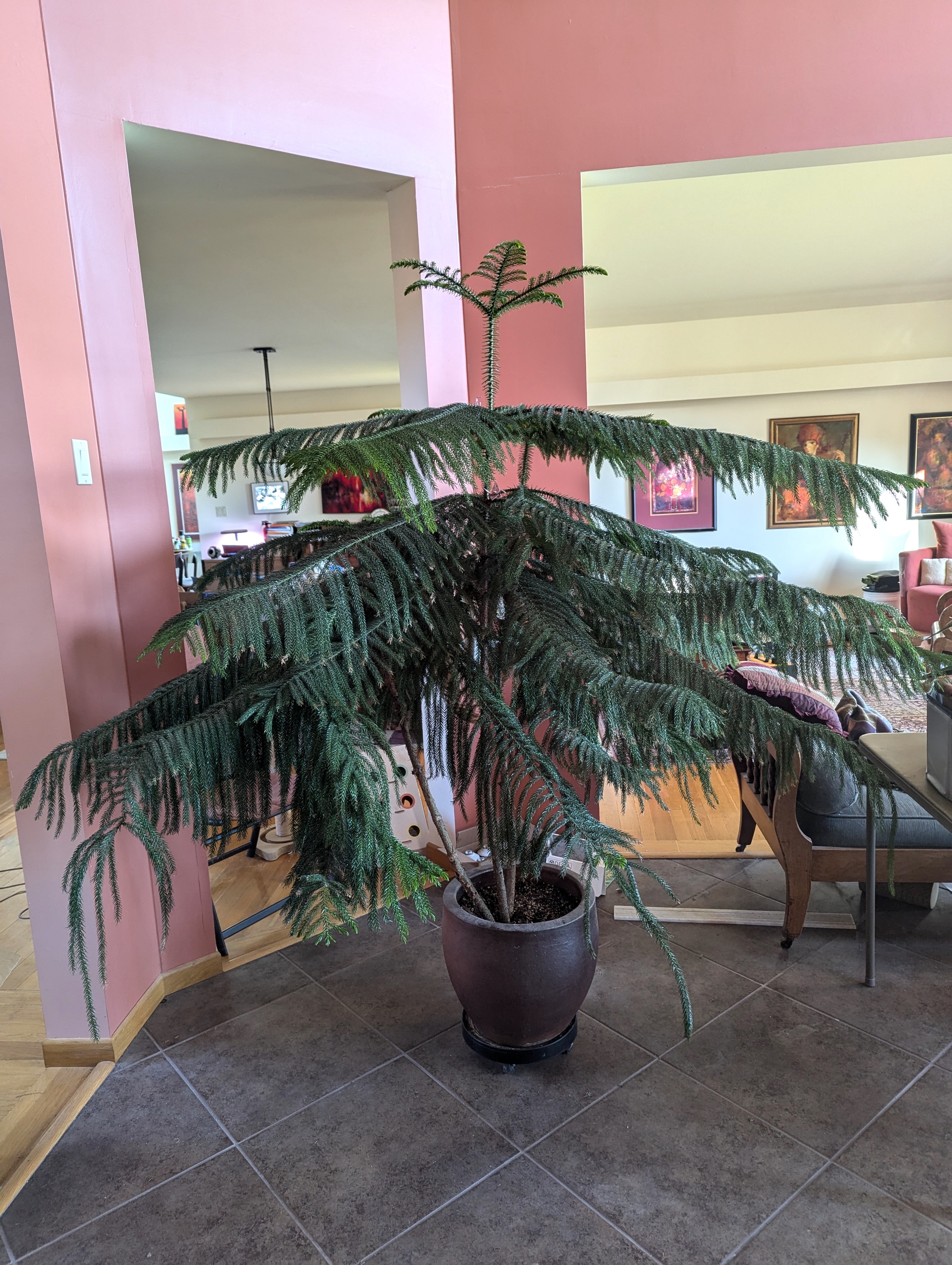 Meet My Norfolk Pine: A Decade of Growth and Beauty
