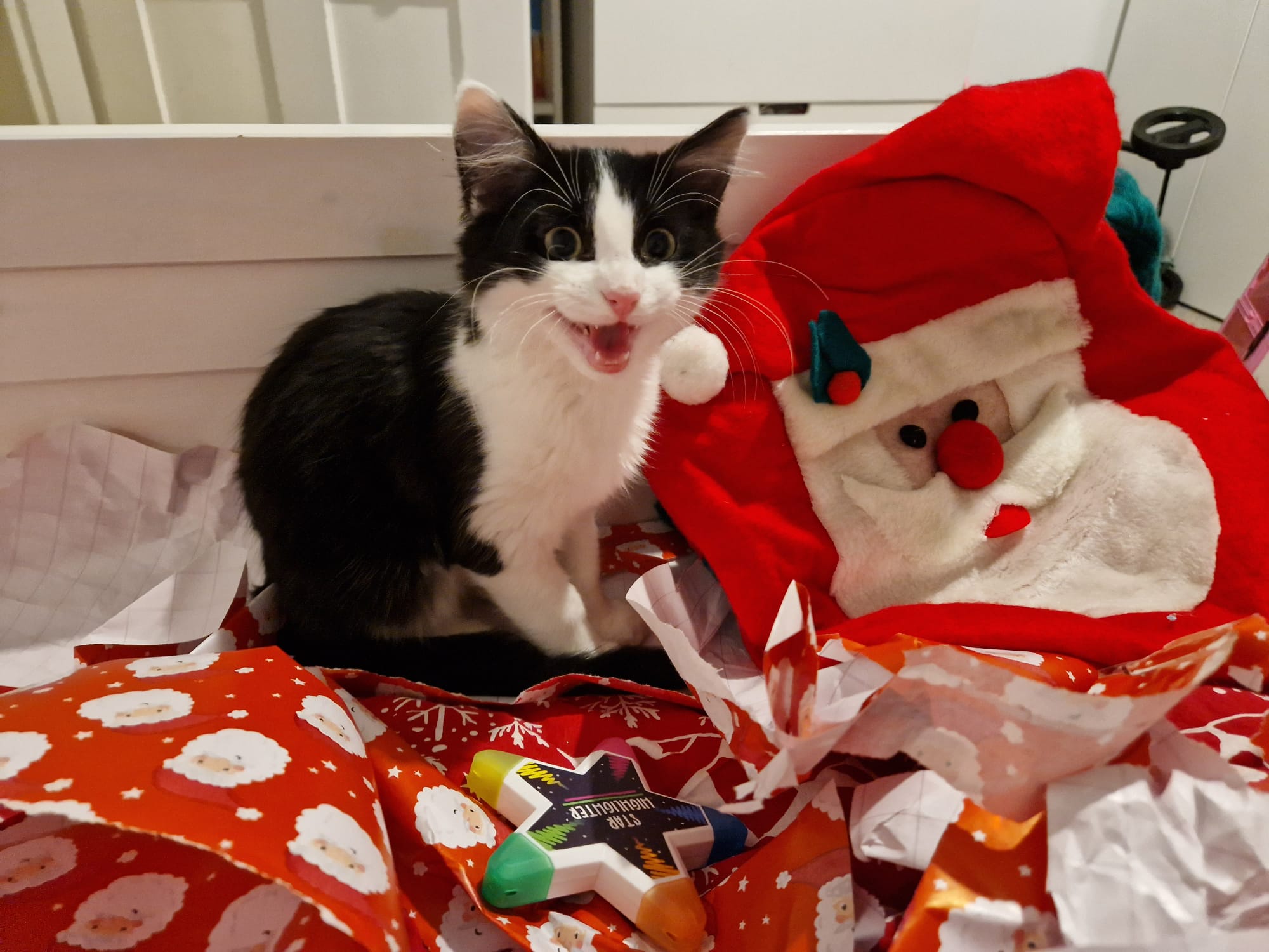 Meet Louie, the star of the show!