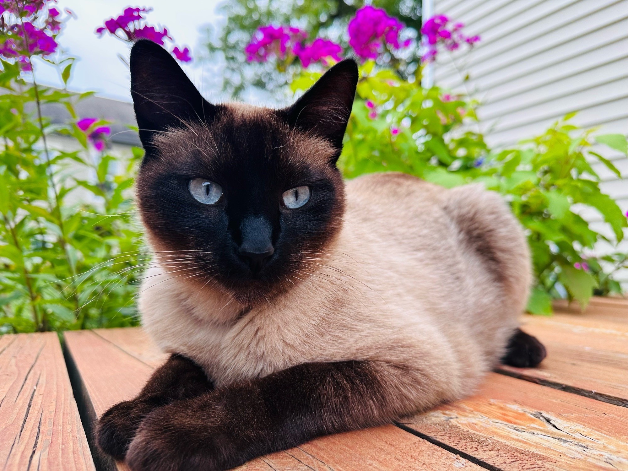 Siamese Cats: A Plea for Attention