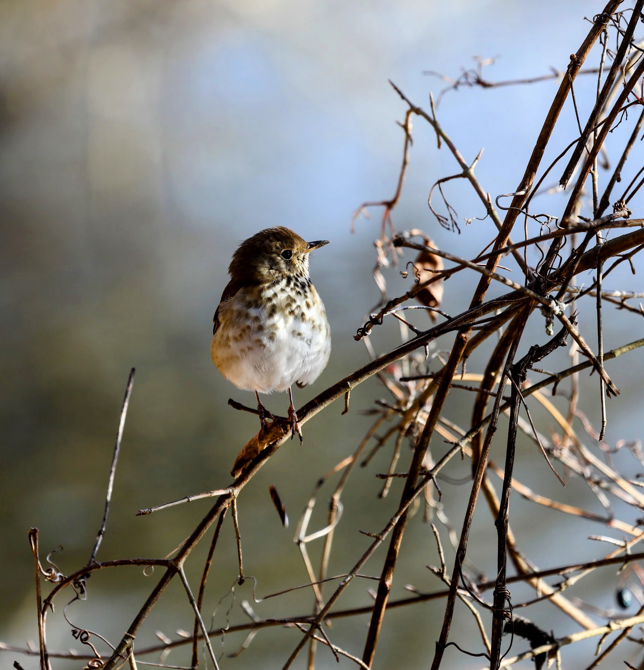 Check out the stunning birds I captured today!