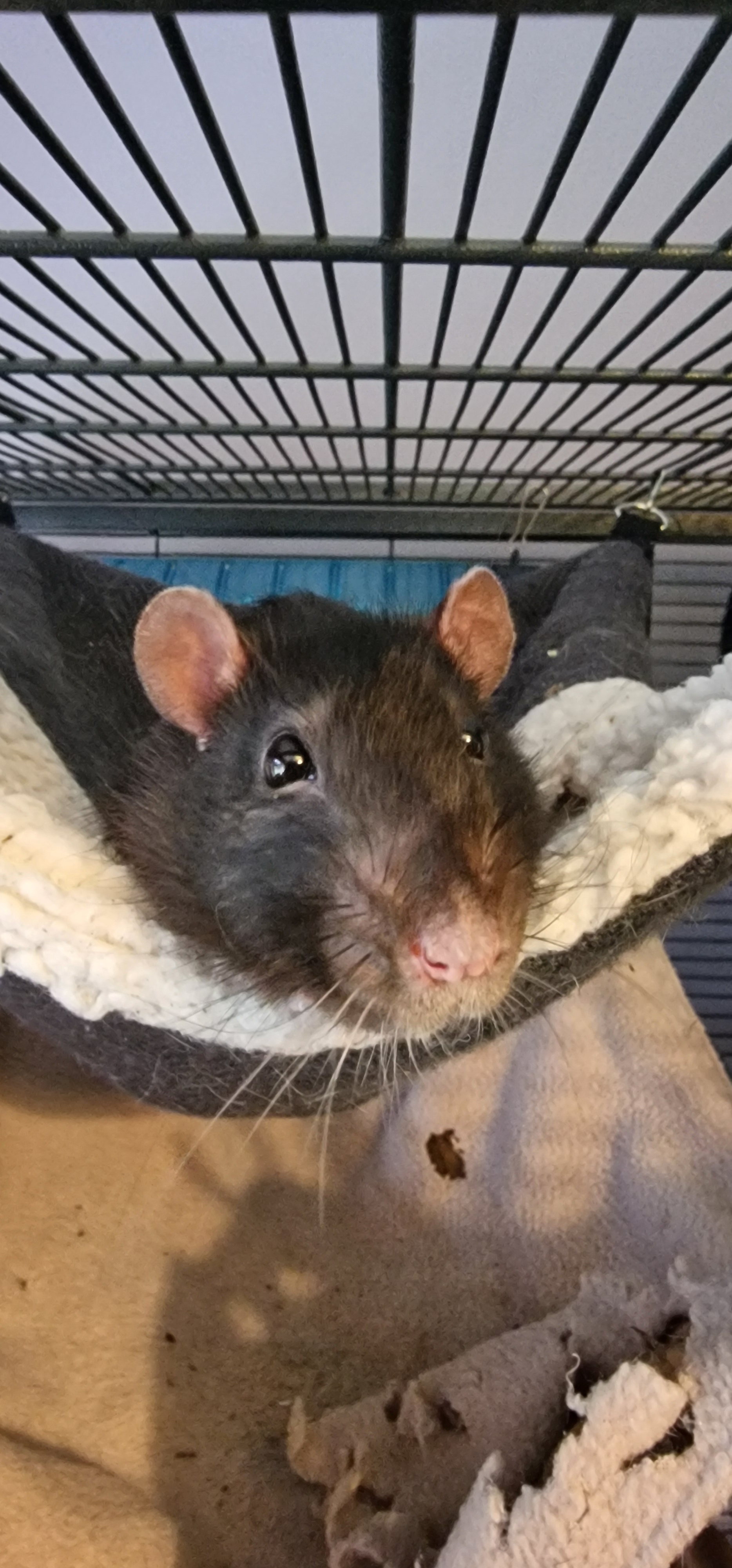 Pet selfie alert: Rat Damon wishes you a merry squeekmus!