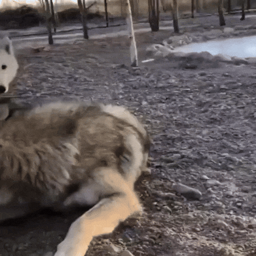 When Wolves Get Aggressive