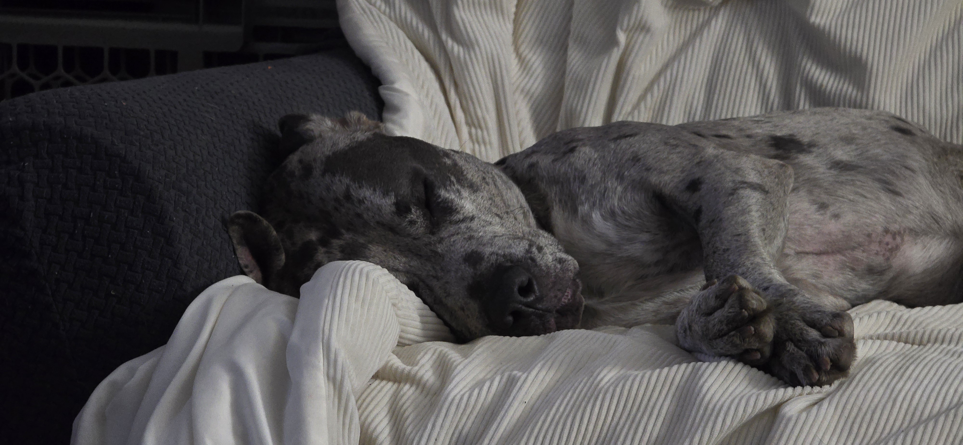 Meet Earl: The Adorable Catahoula Leopard Dog and Pitbull Mix