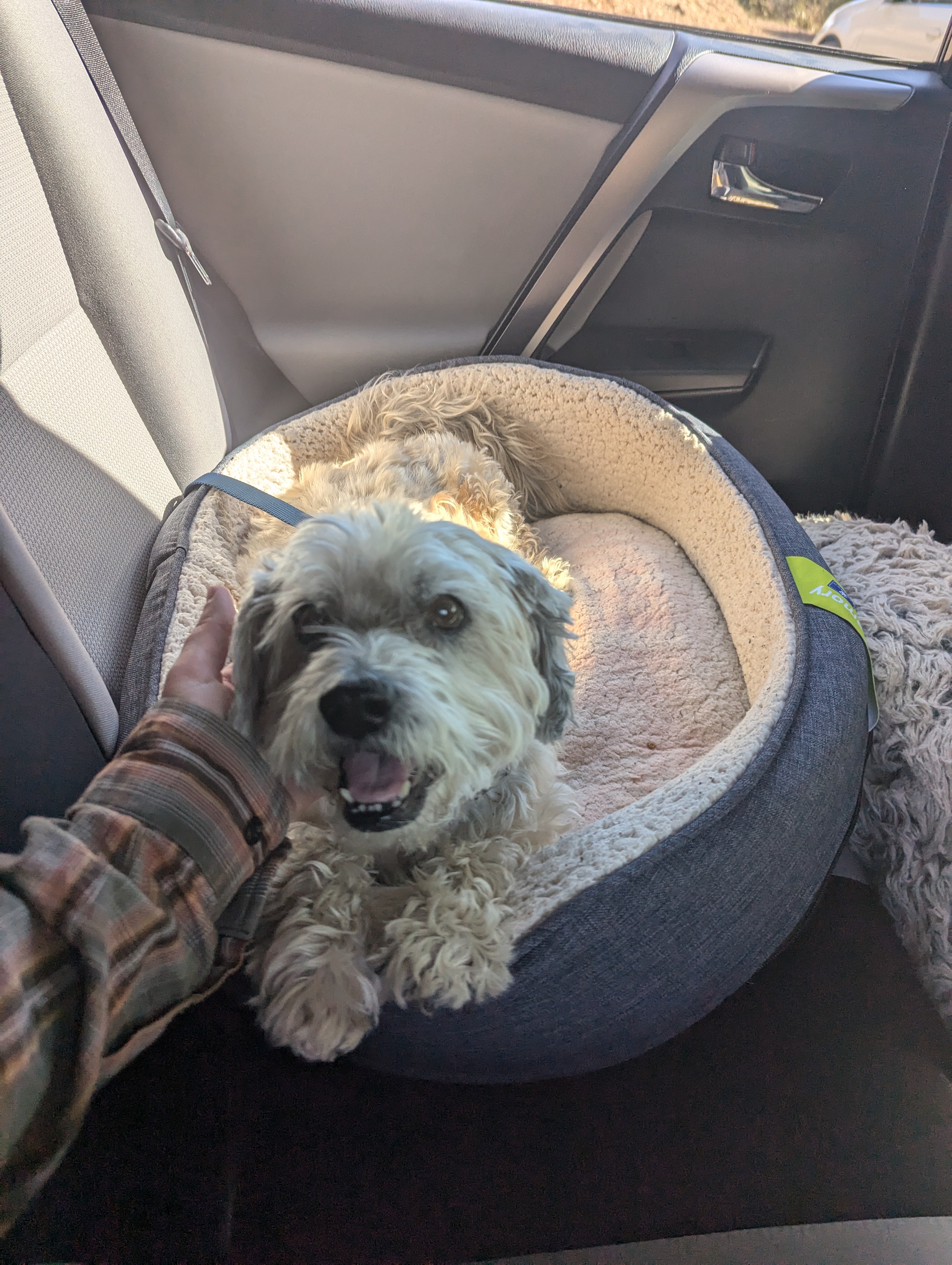 Just adopted this charming old man!