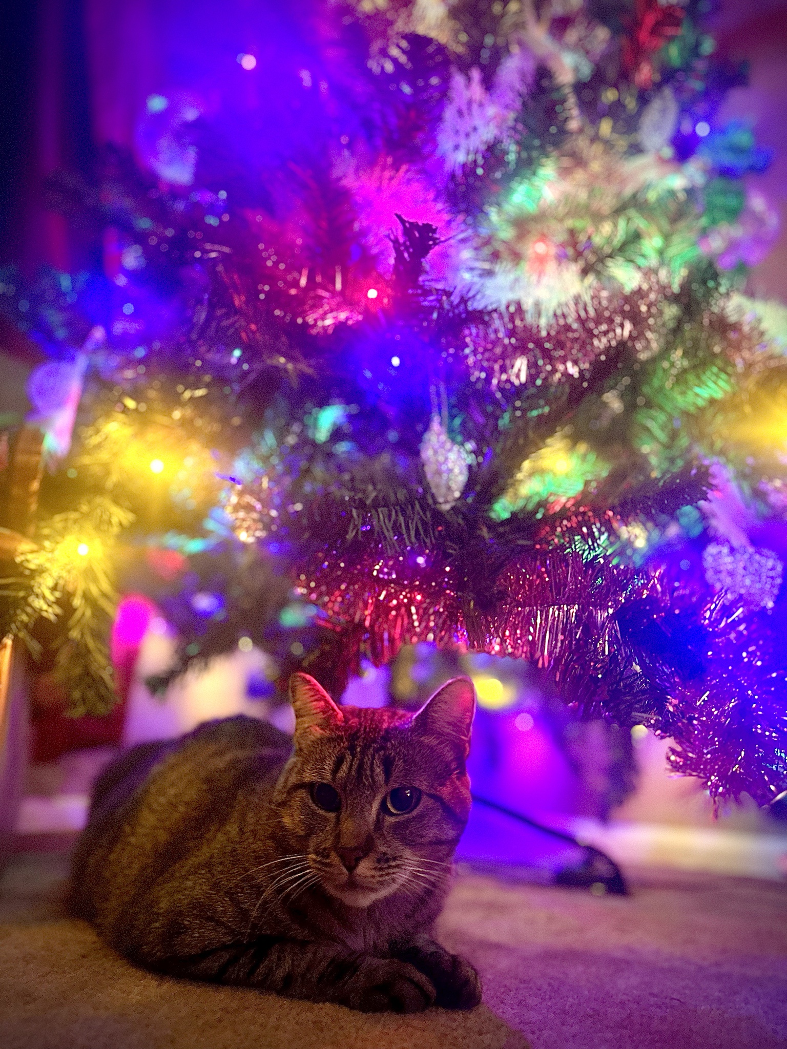 Our Stray's First Christmas Tree: A Heartwarming Moment of Awe
