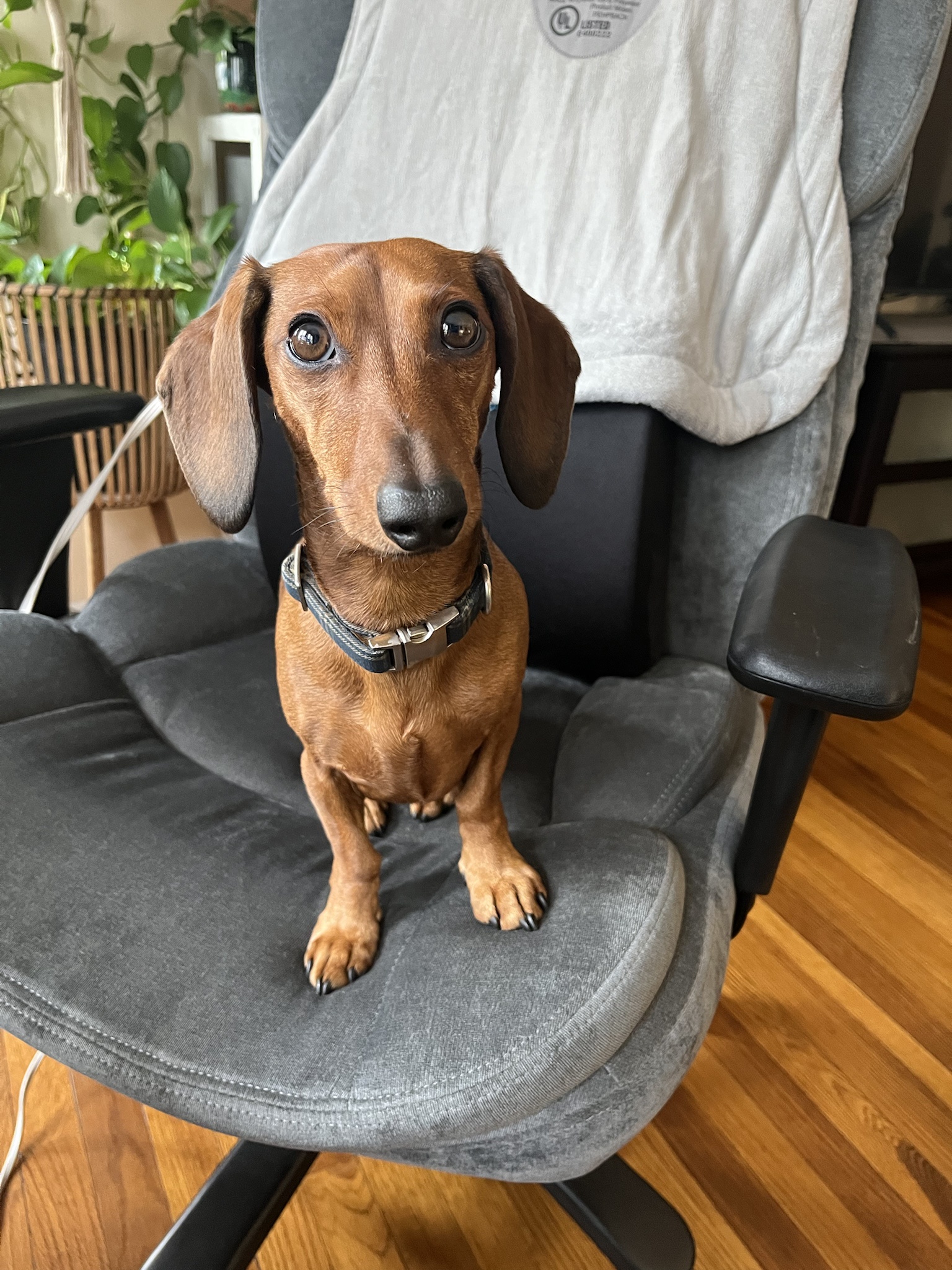 Meet the Office Pup: Your New Favorite Coworker