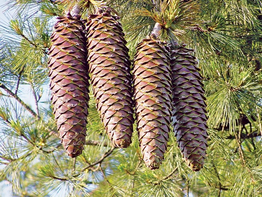 Proudly representing Team Pinecone!