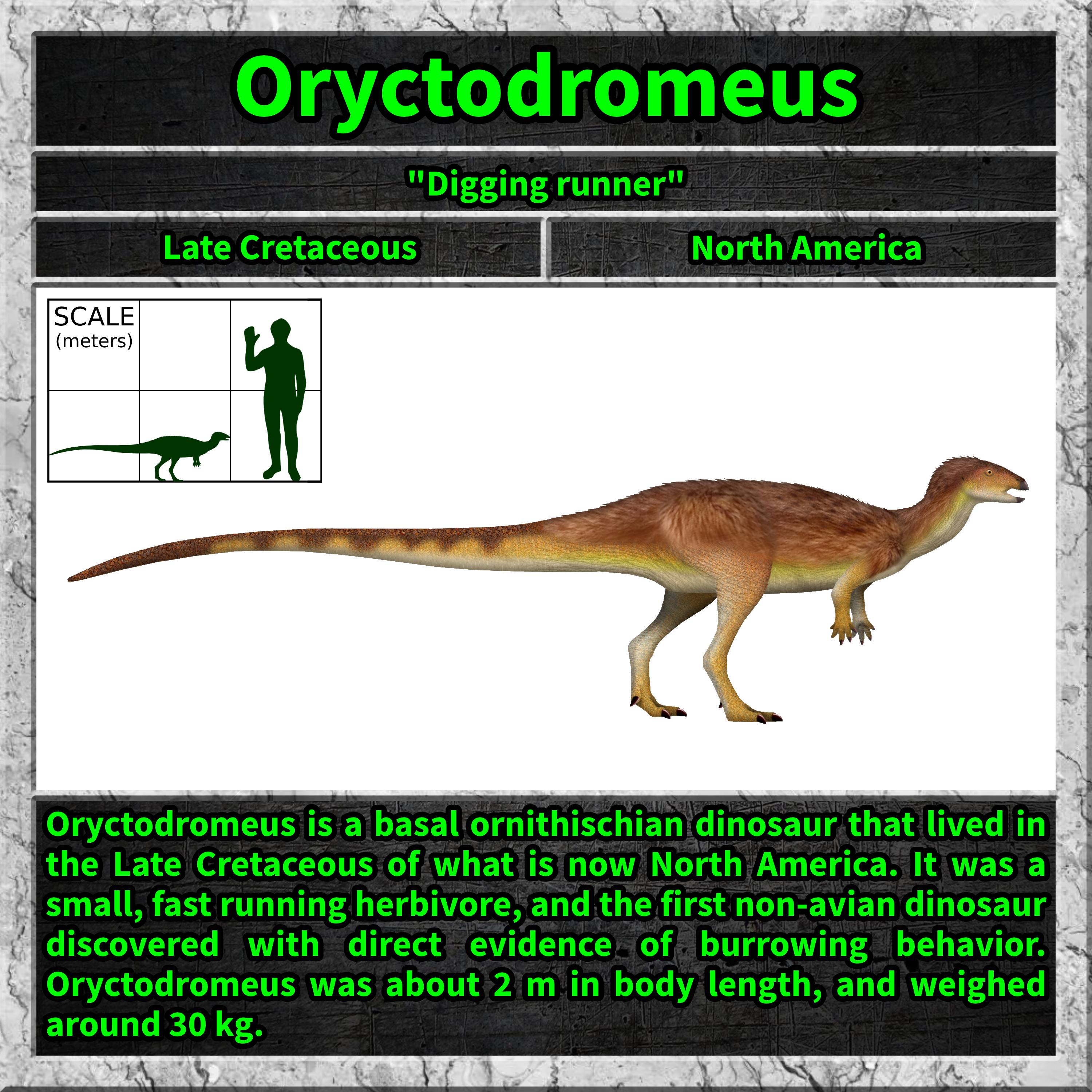 Discovering the Oryctodromeus: a prehistoric gem