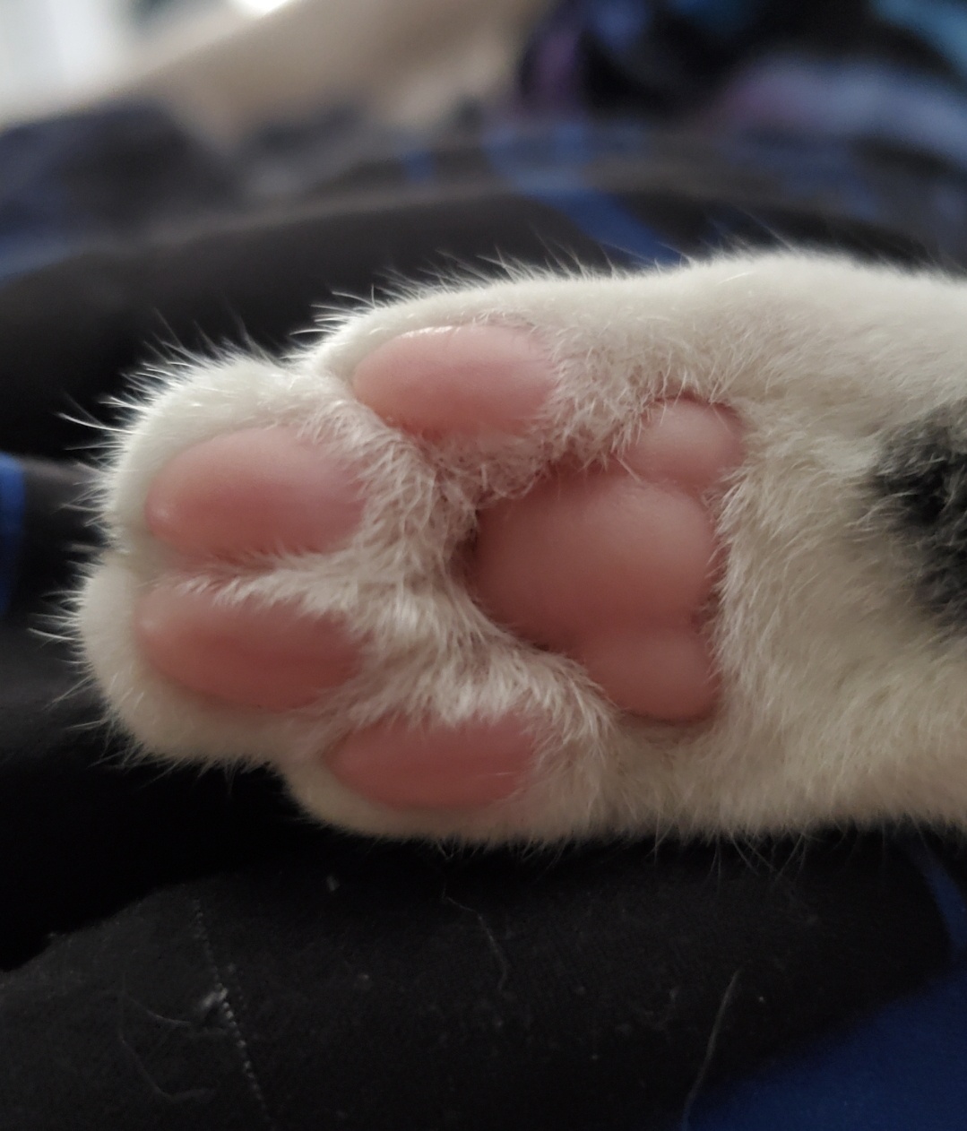 Jasmne's Adorable Toe Beans!