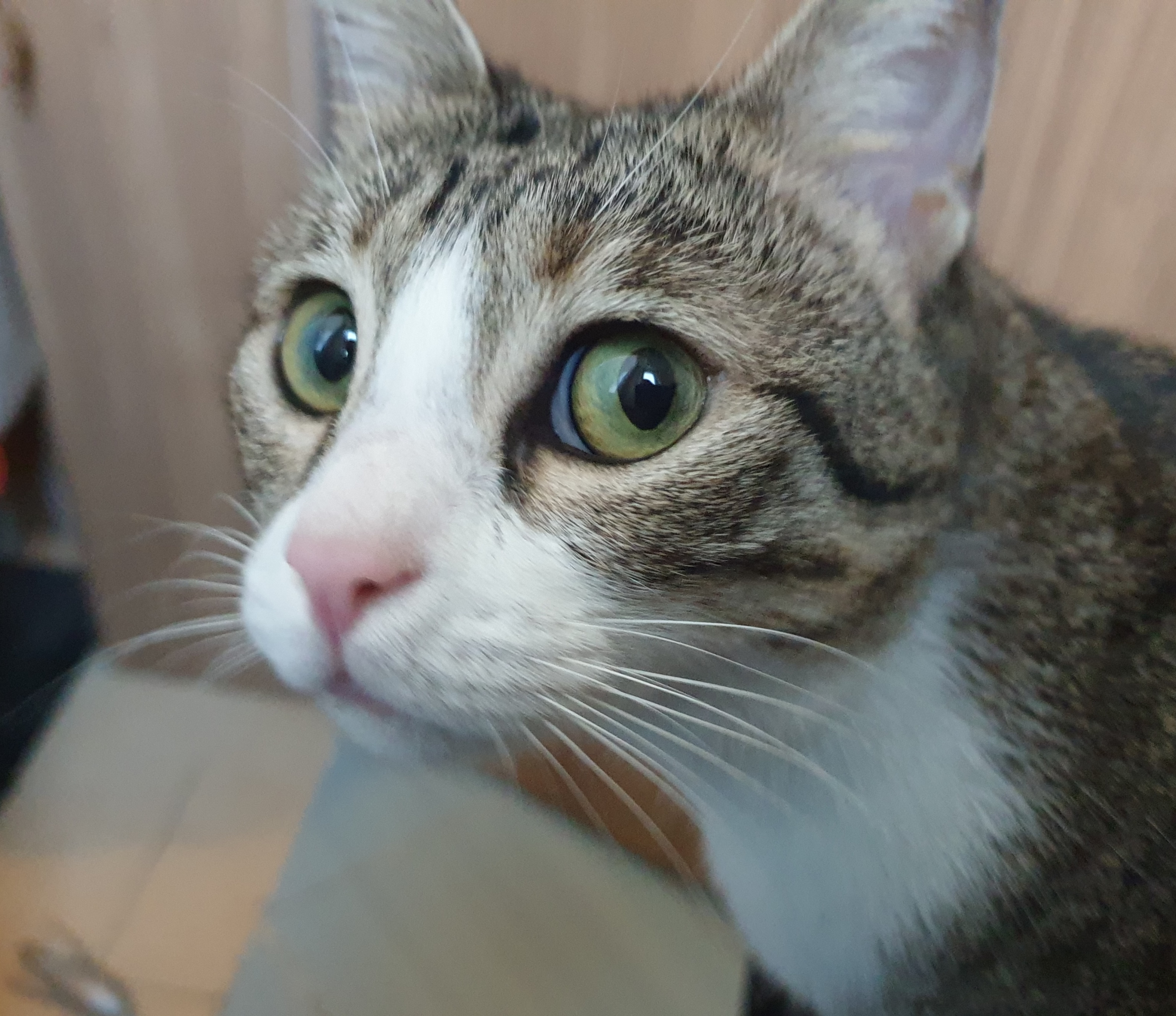 Meet Nadjme the Cat: The Feline Superstar