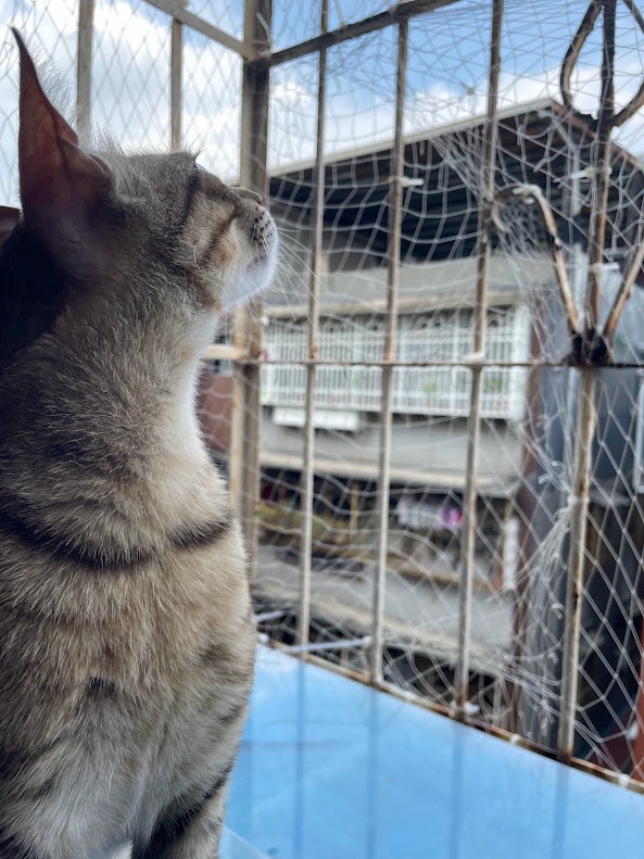 Cuteness overload with this kitty