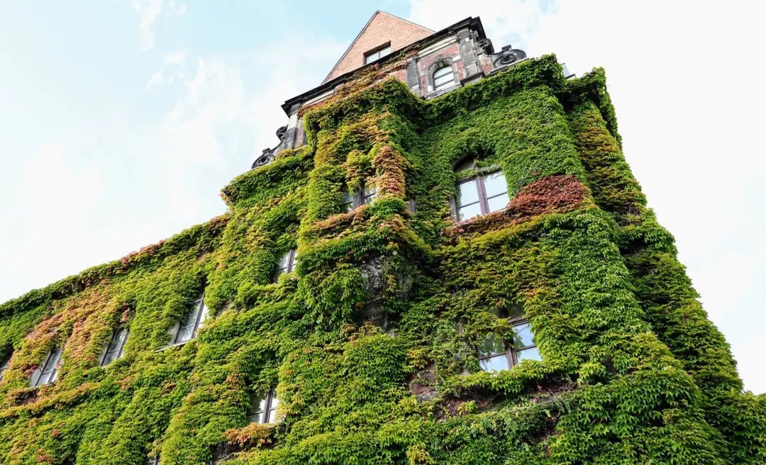 Nature's Overgrowth: A Wild Scene of Abundance