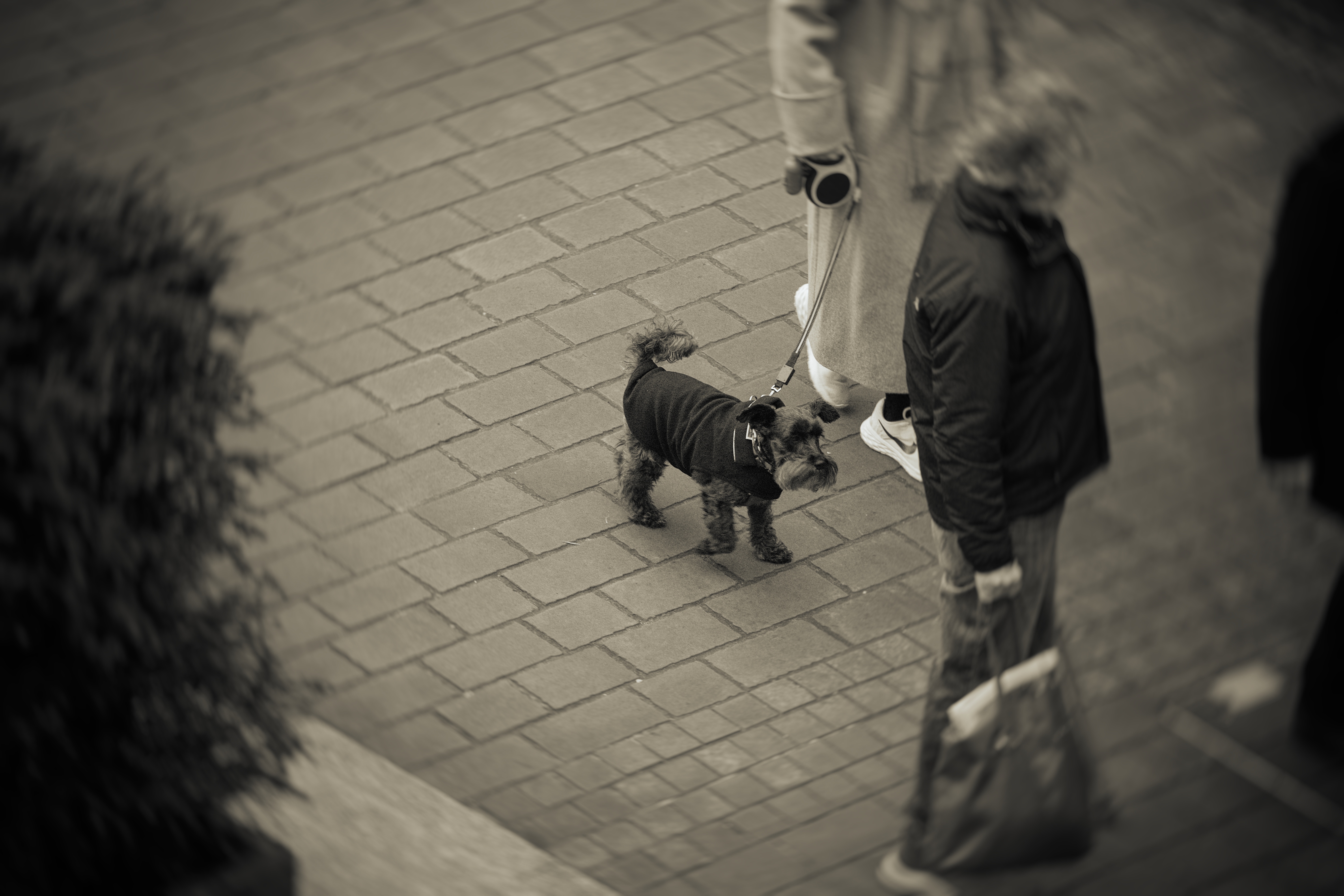 Meet the Adorable Schnauzer from Halifax