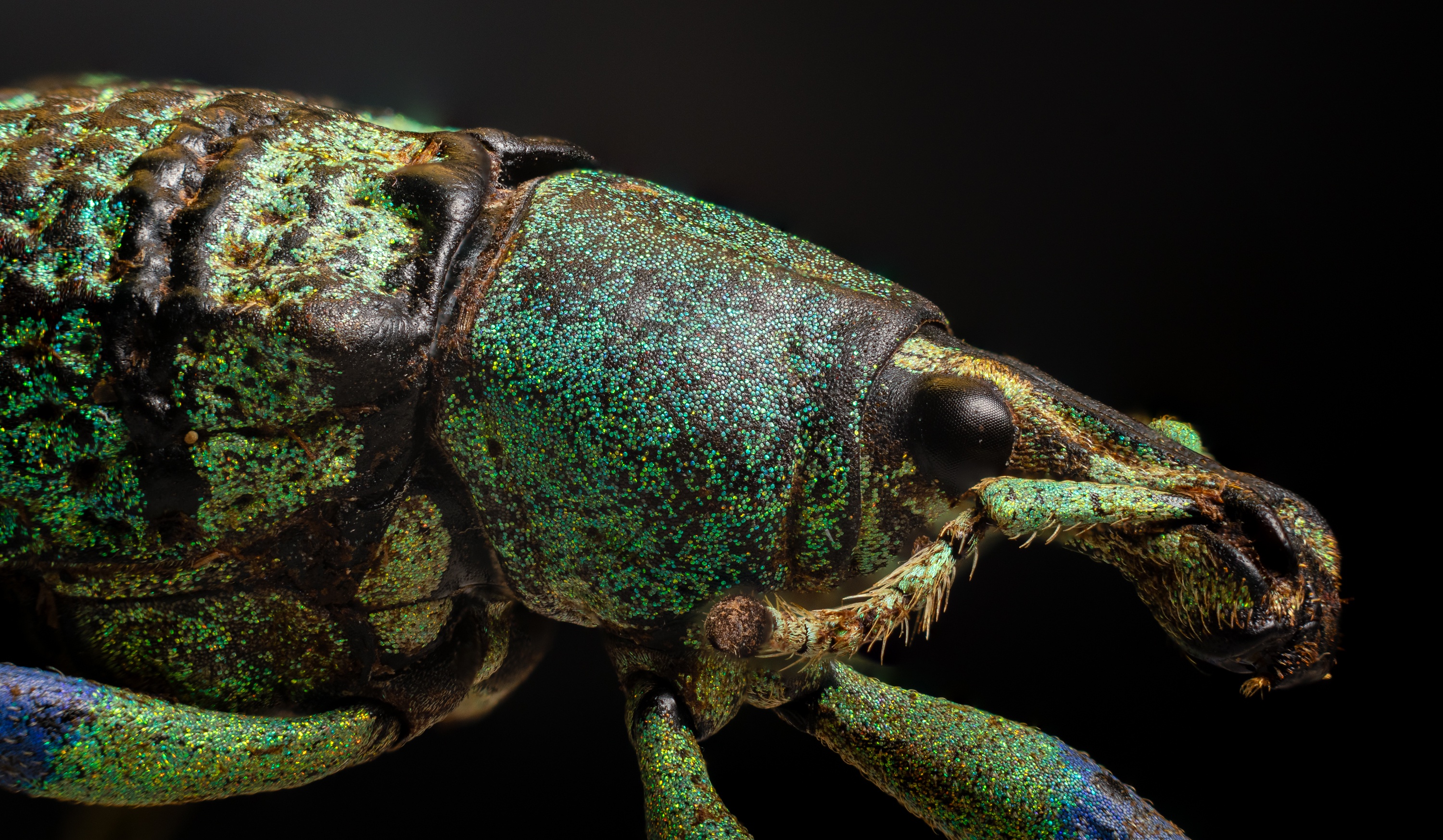 Shining Bright: The Weevil Dilemma