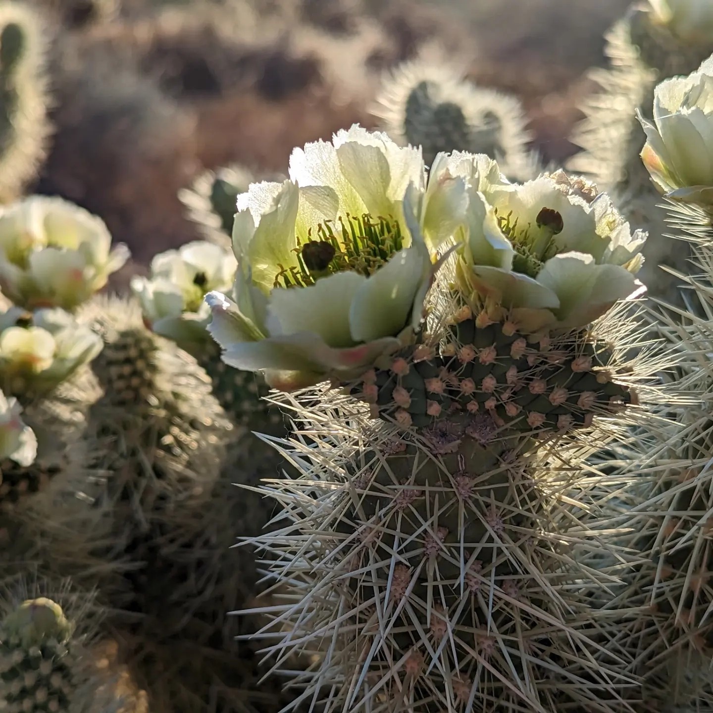 Cactus Blooms Brightening Up My Yard