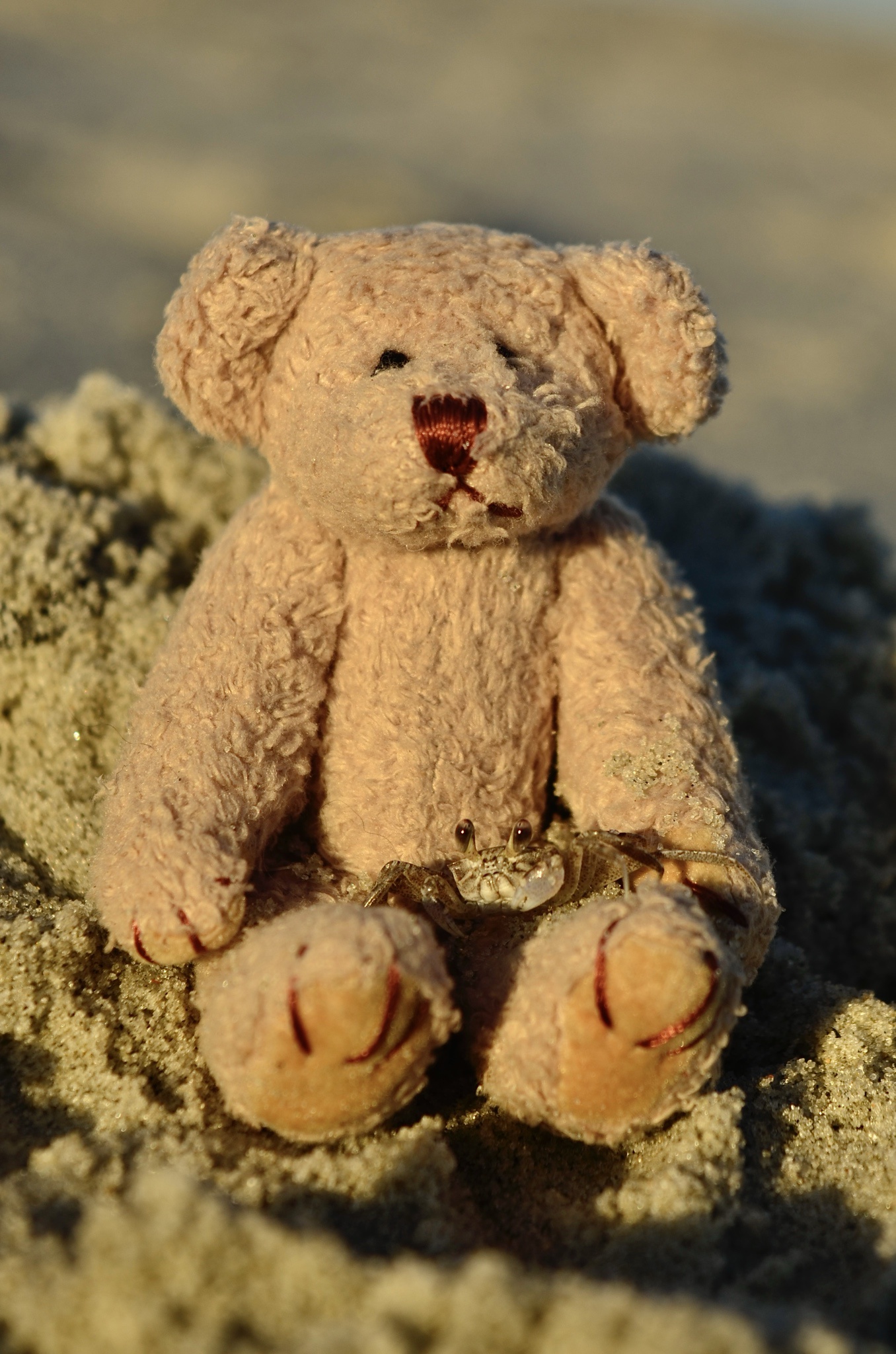 Mini Teddy's Beach Adventure: A Photo Journey