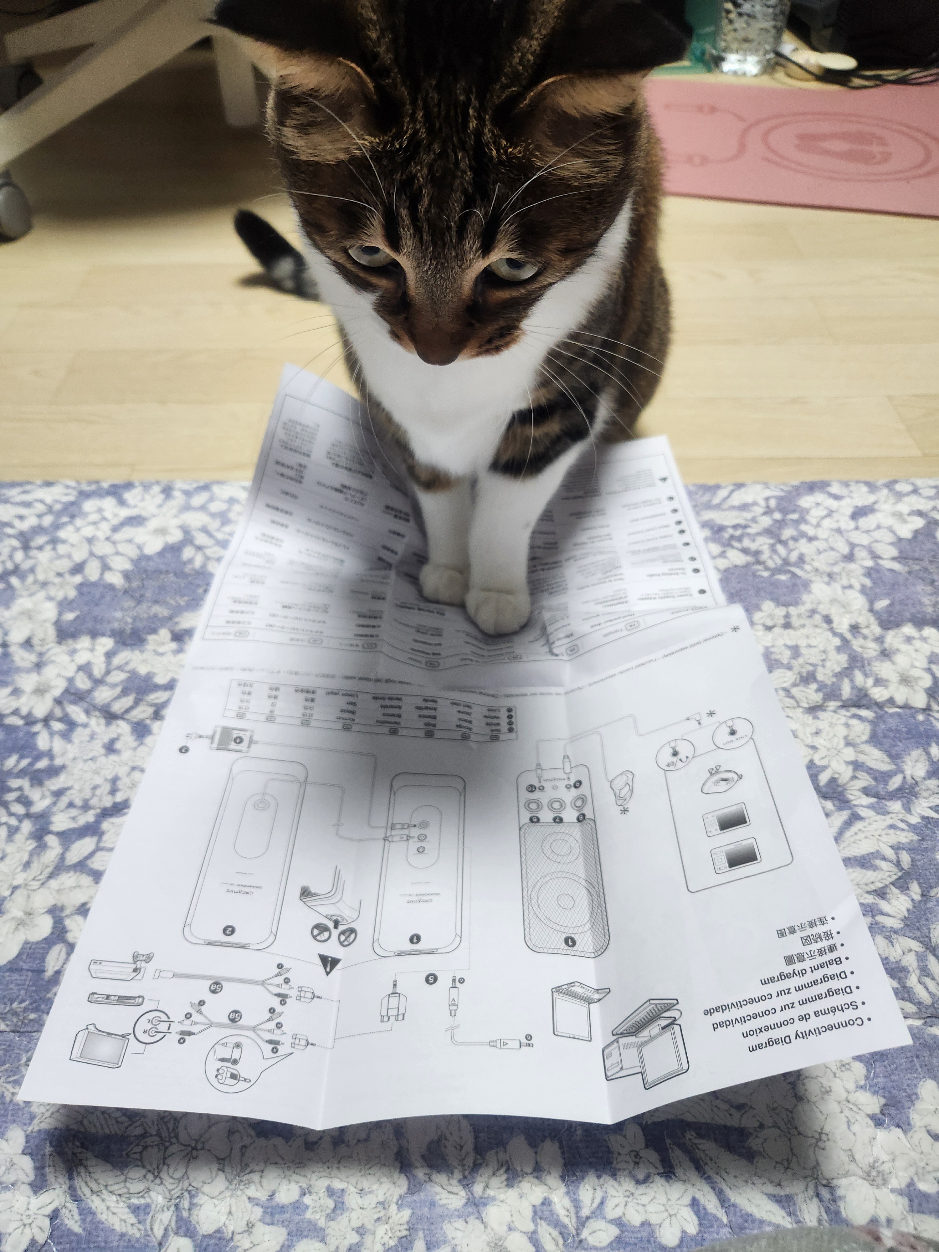 The Studious Cat: A Purr-fect Study Buddy