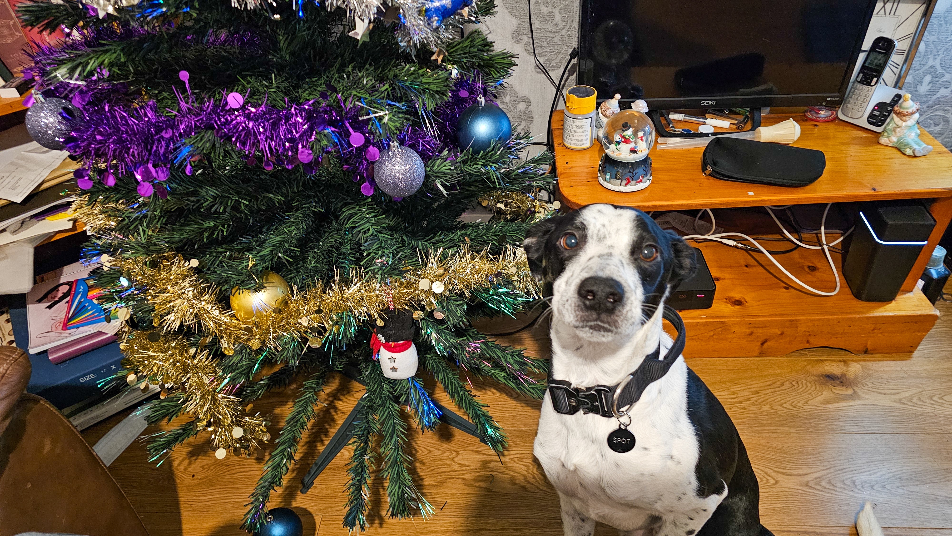Spot Can't Wait for Santa's Arrival This Christmas - His First in His Forever Home!