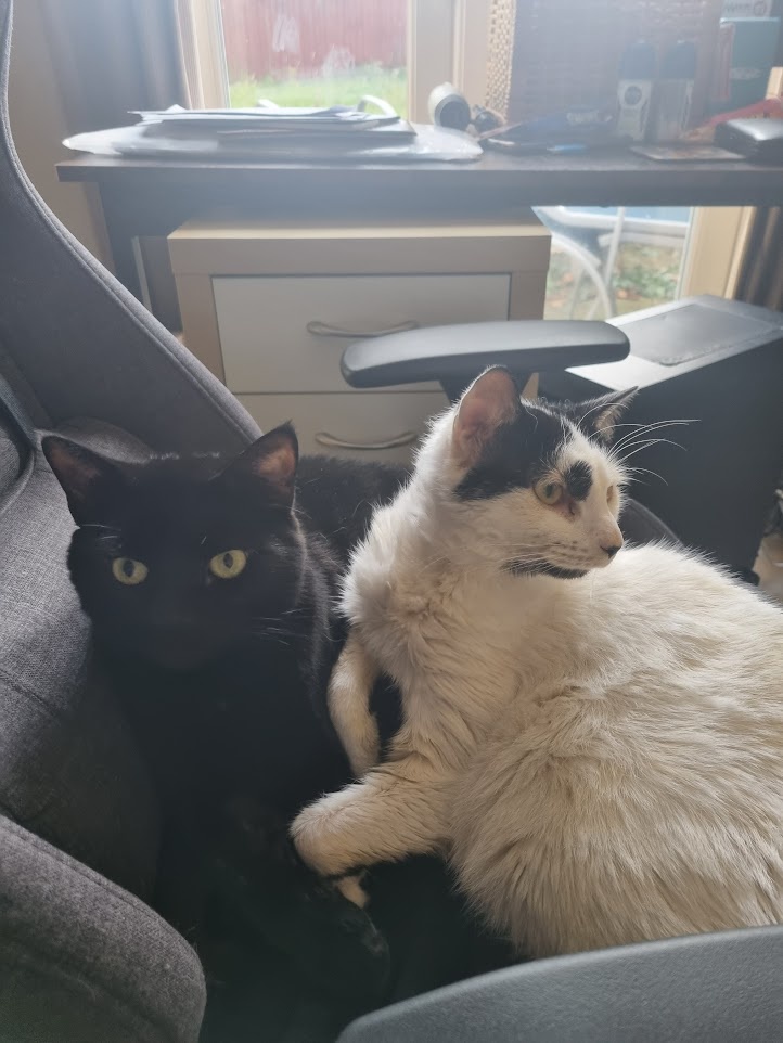 The Dynamic Duo of Mischief