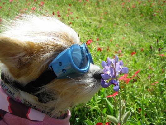 Don't Forget to Stop and Smell the Flowers (Before You Pee on Them)