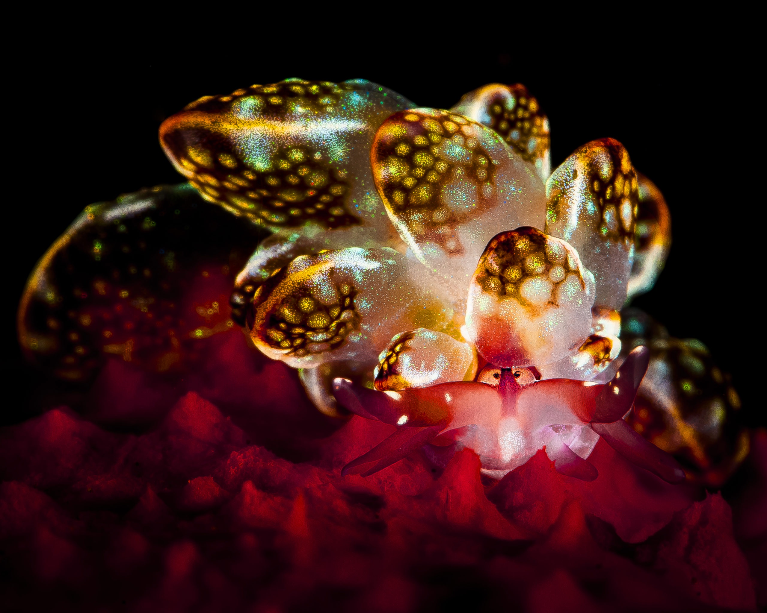 More nudibranchs, please!