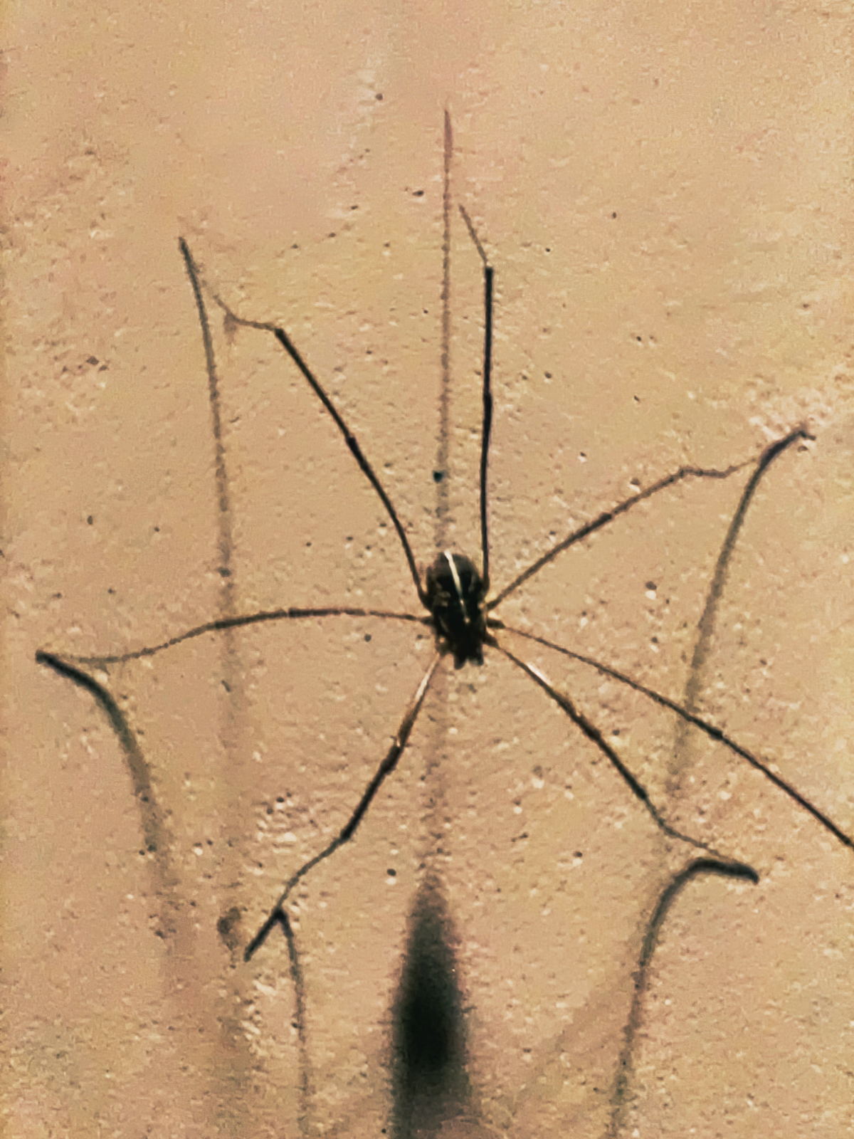 Beware the Spooky Spider Lurking in the Shadows