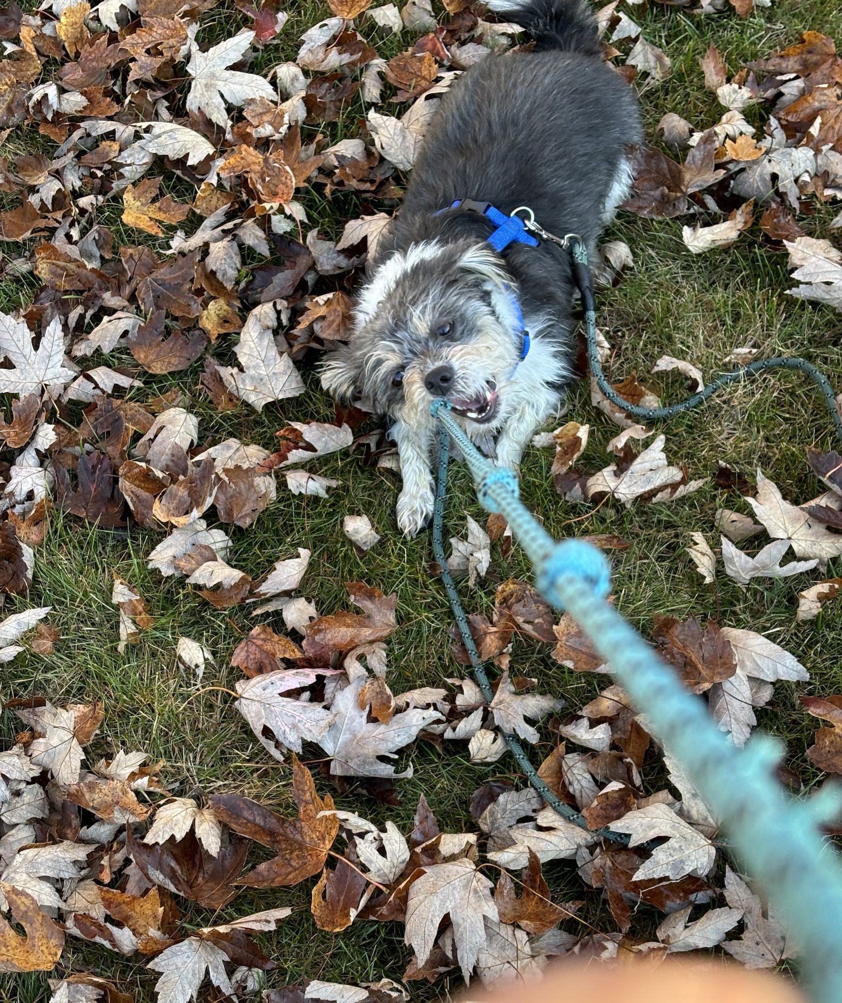 Rigby Ragazzo: Today's Adventures Unfold
