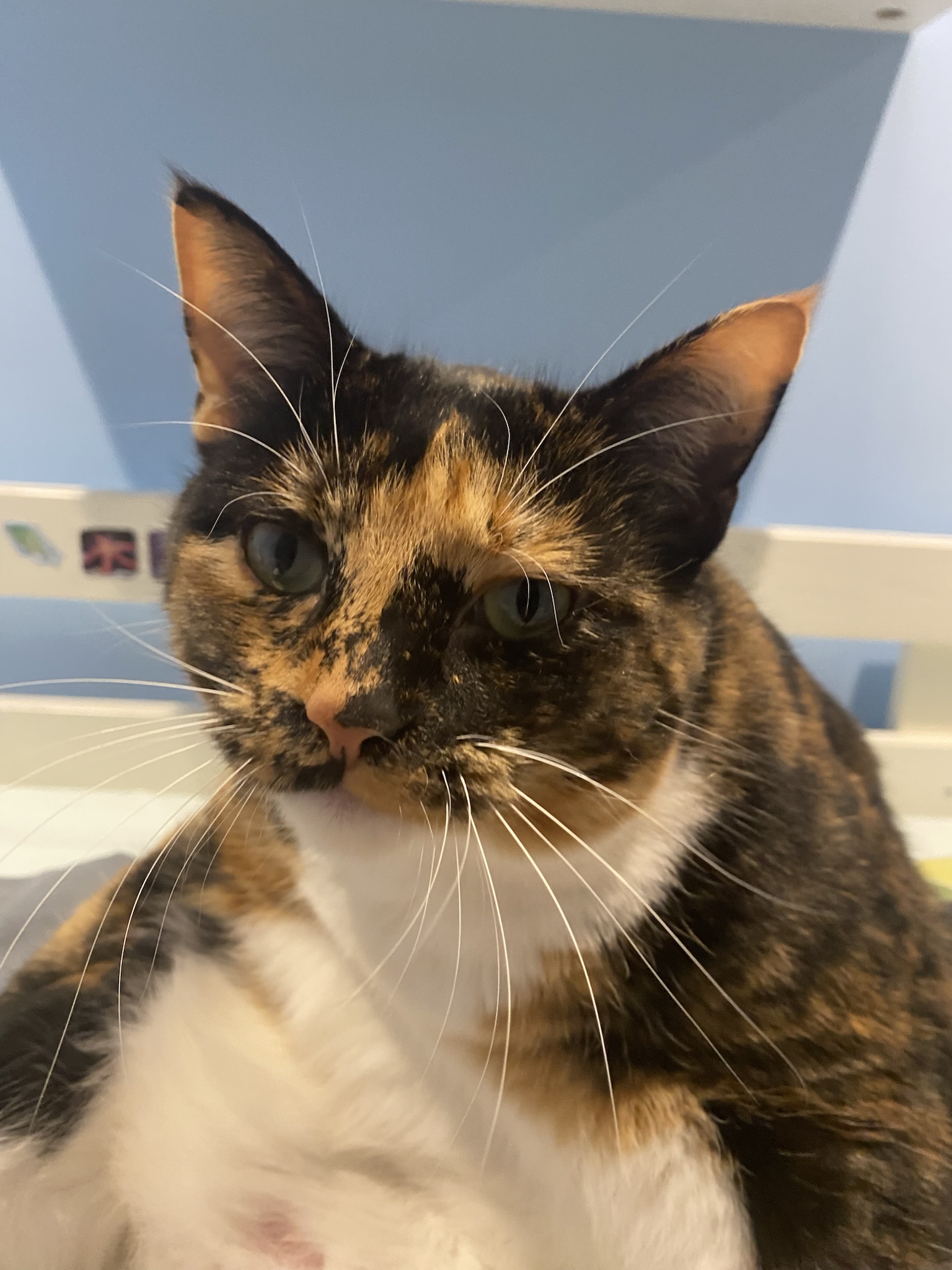 Crumble's Daily Snapshot of Adorableness
