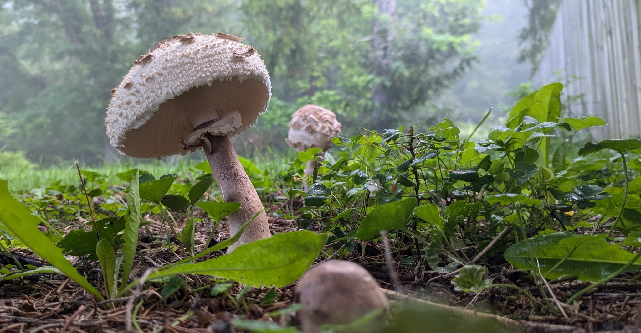 Mushrooms in the Yard: A 2024 Update