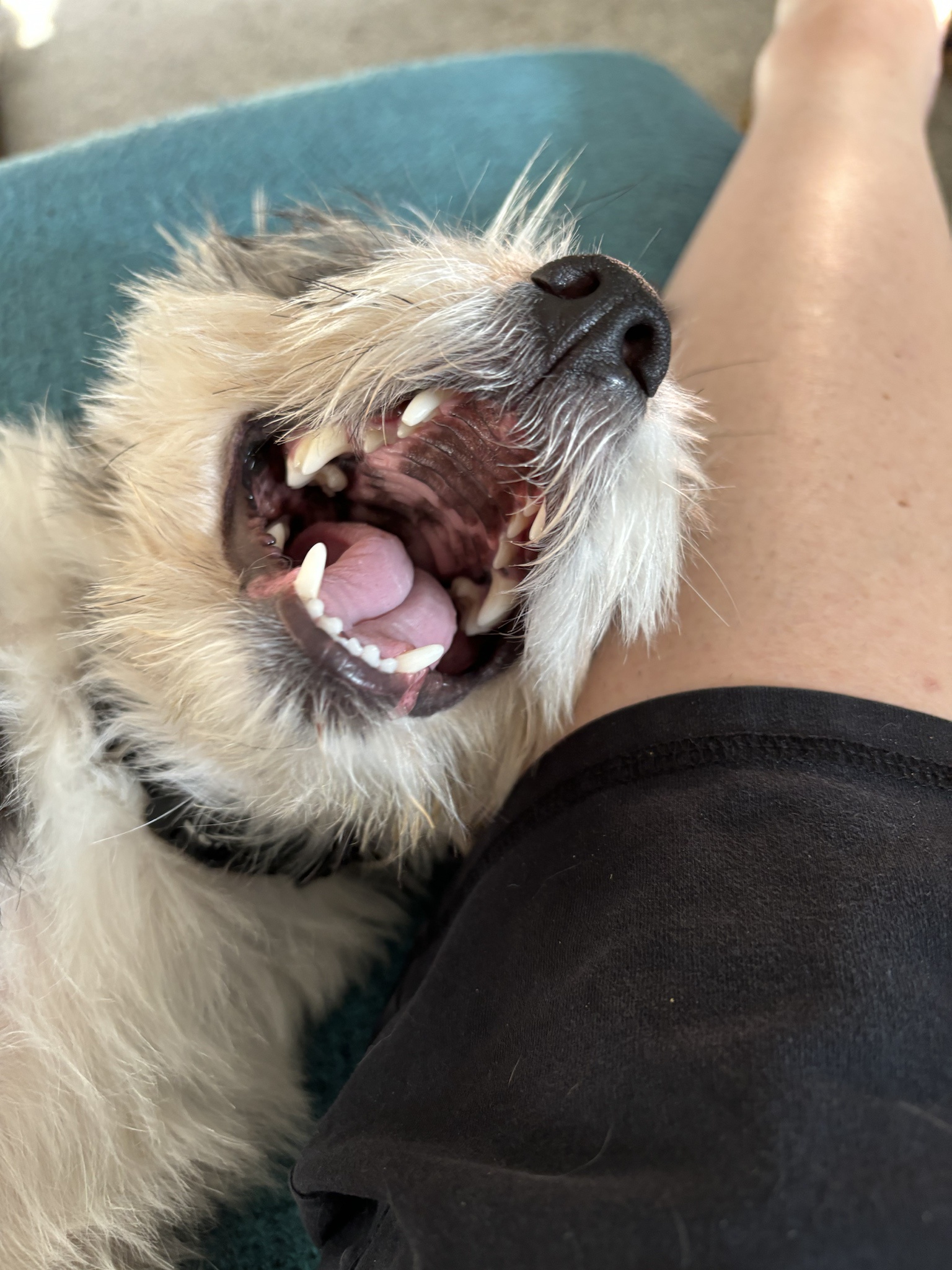 Rigby Ragazzo: Today's Bonus Post!