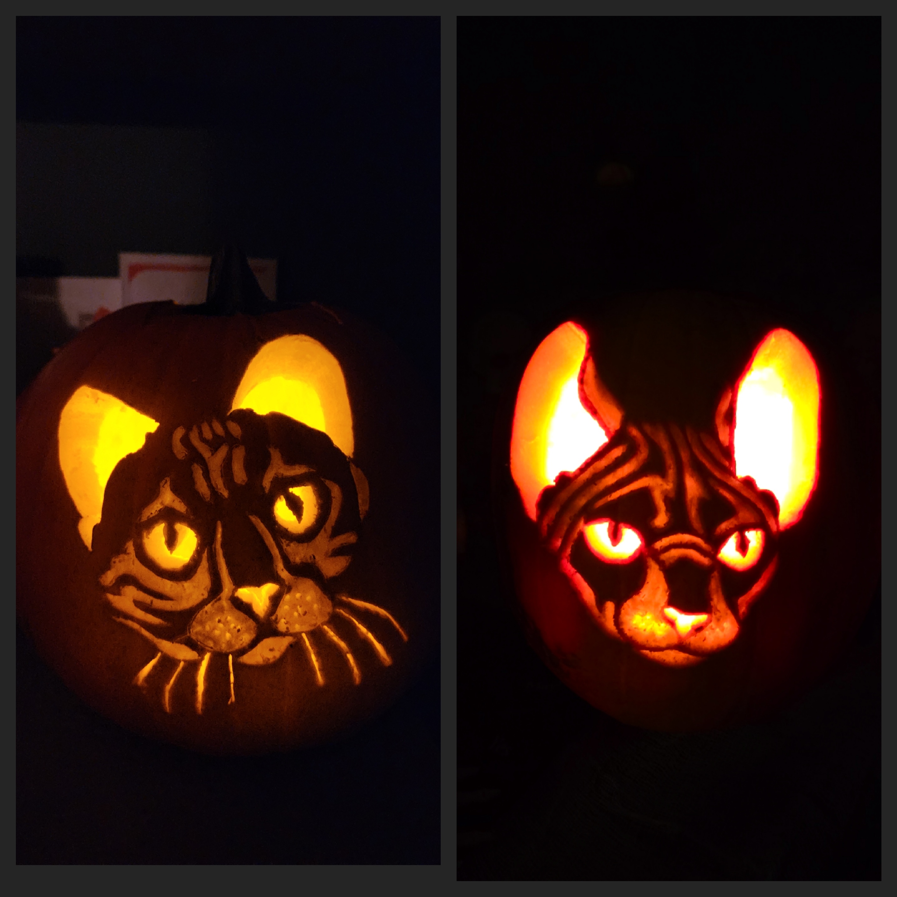 A Year in Review: Last Year's Pumpkins vs. This Year's Pumpkins!