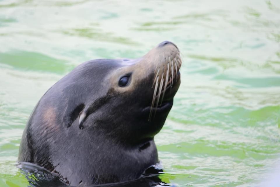 Meet the majestic sea lion!