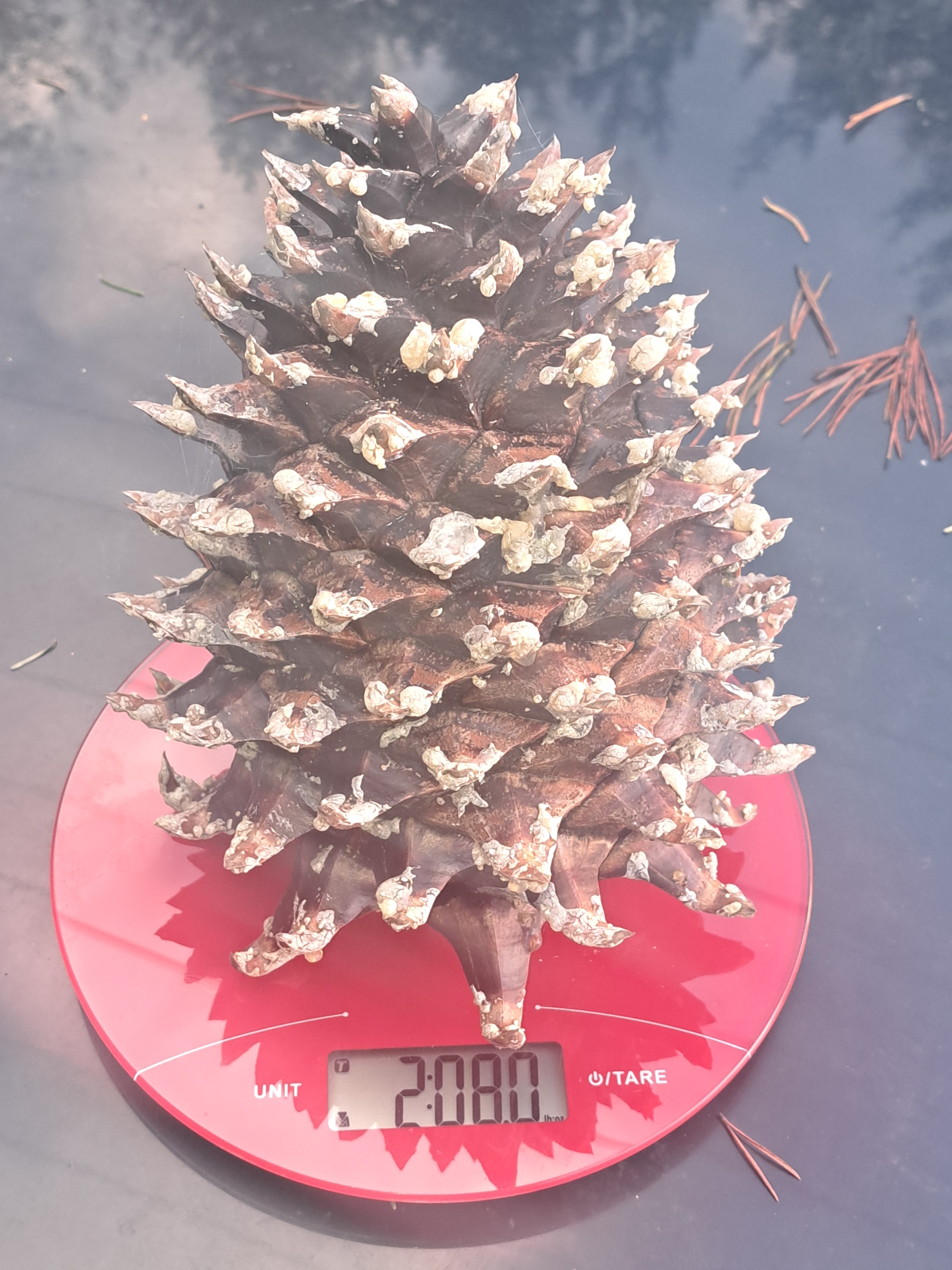 40 Ounces to Freedom: The Pine Cone Adventure