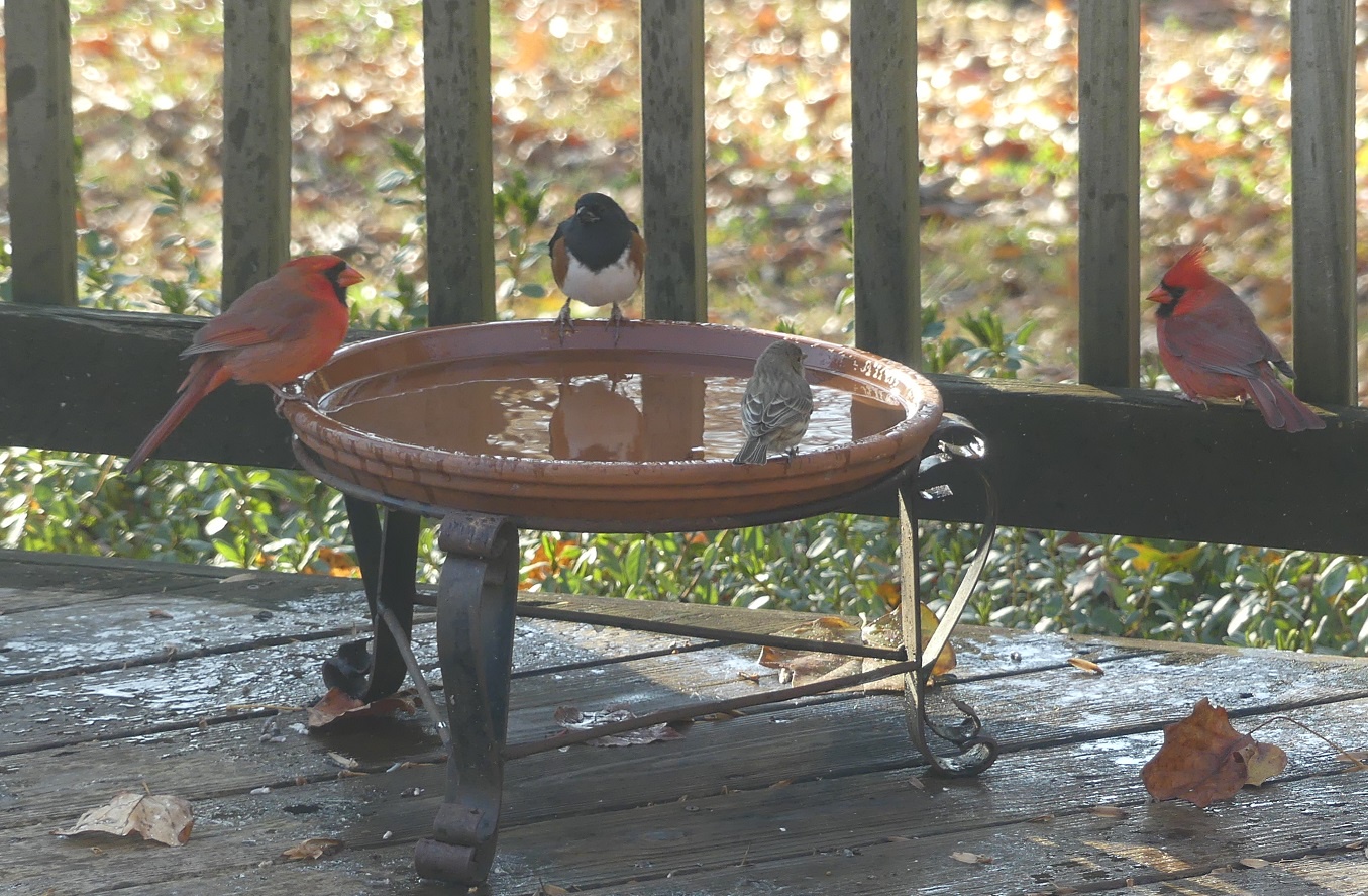 Morning Ritual: Keeping the Water Warm in 20F Nights
