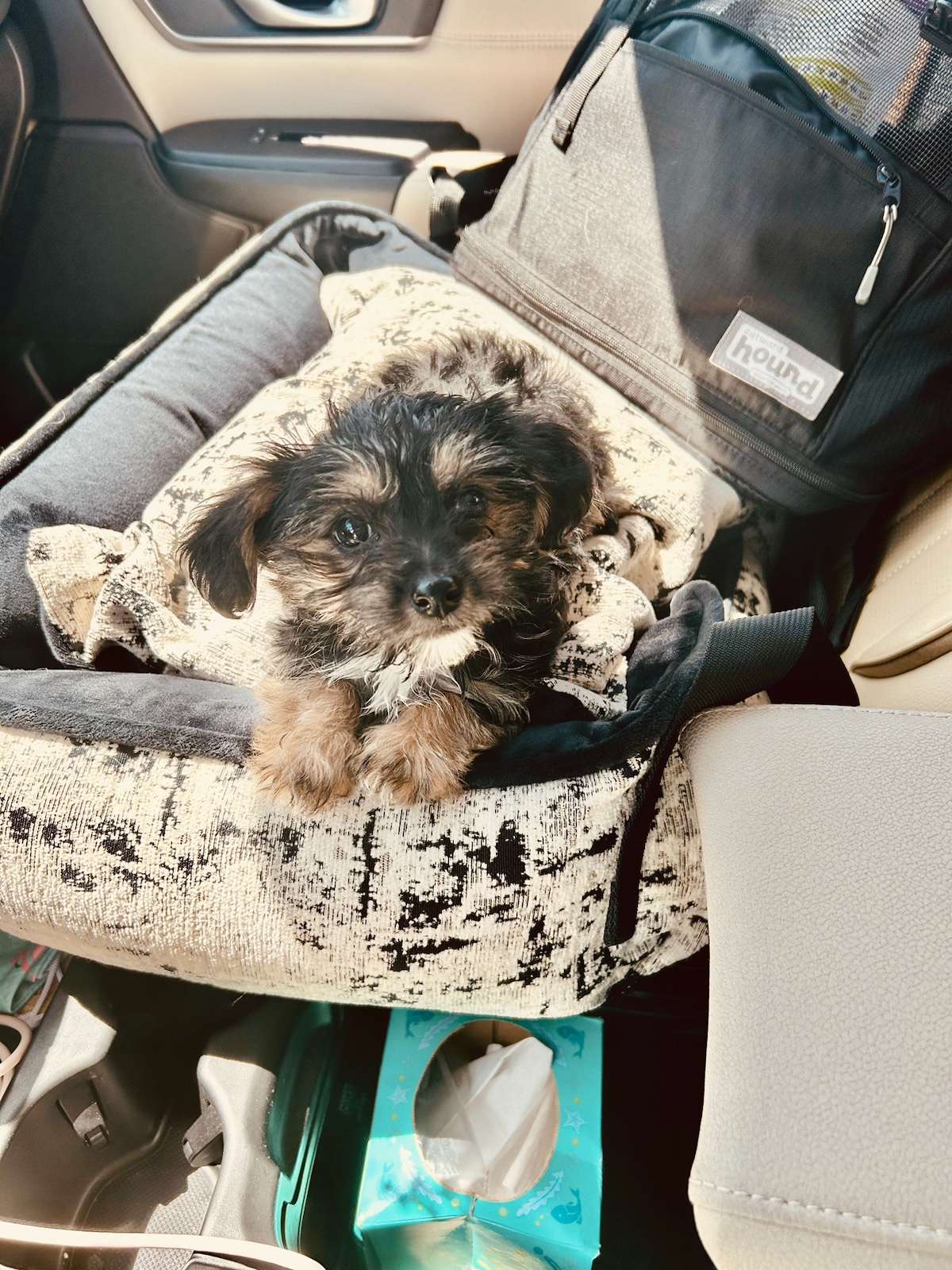 The Day We Brought Alfie Home: A Heartwarming Memory
