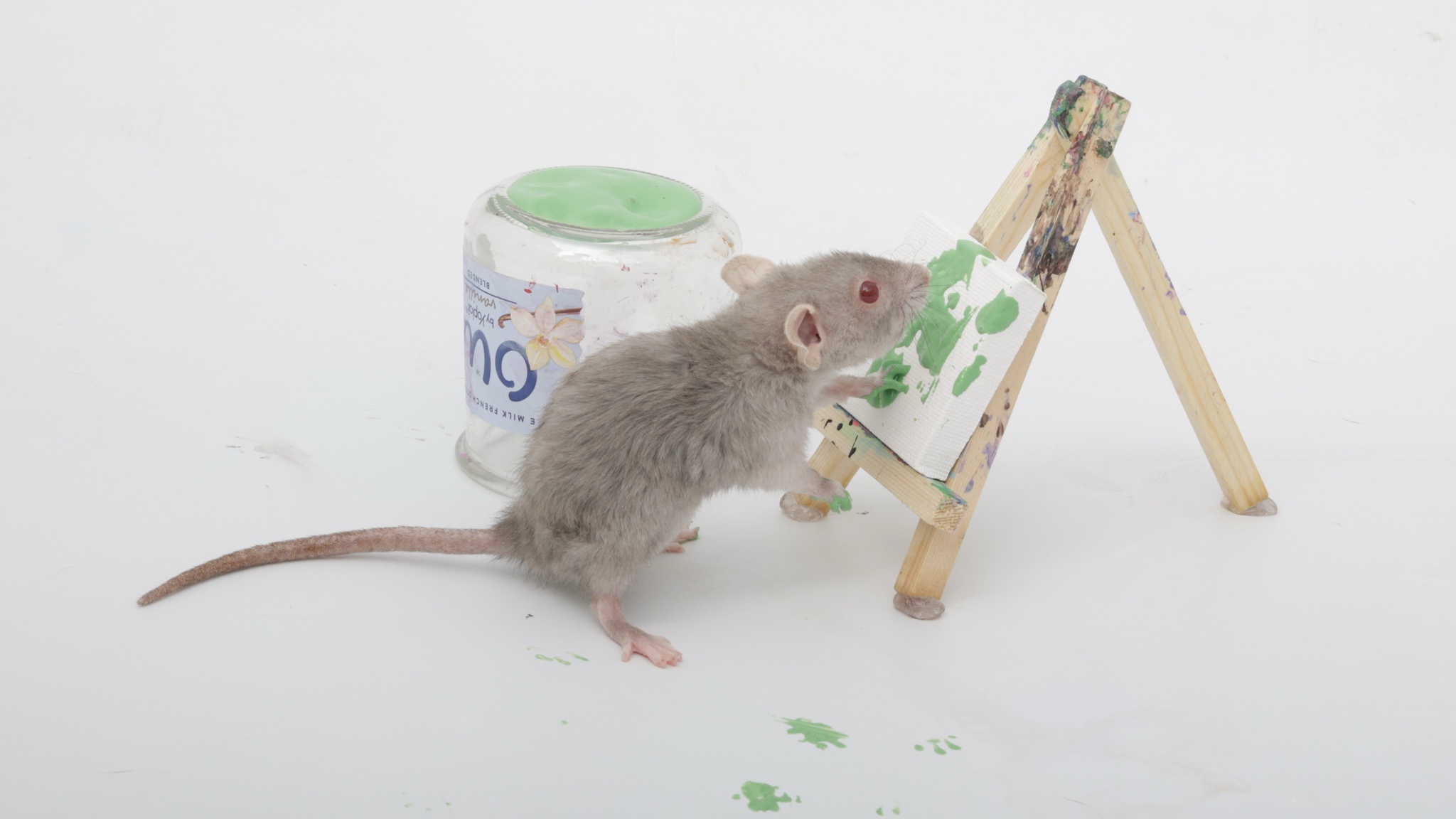 Don't Miss Out on Our Cyber Monday Rat Painting and Training Extravaganza!