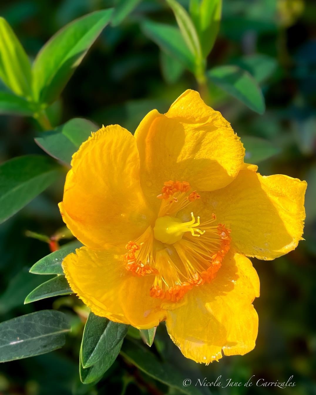 A Beautiful Bloom: The Flower