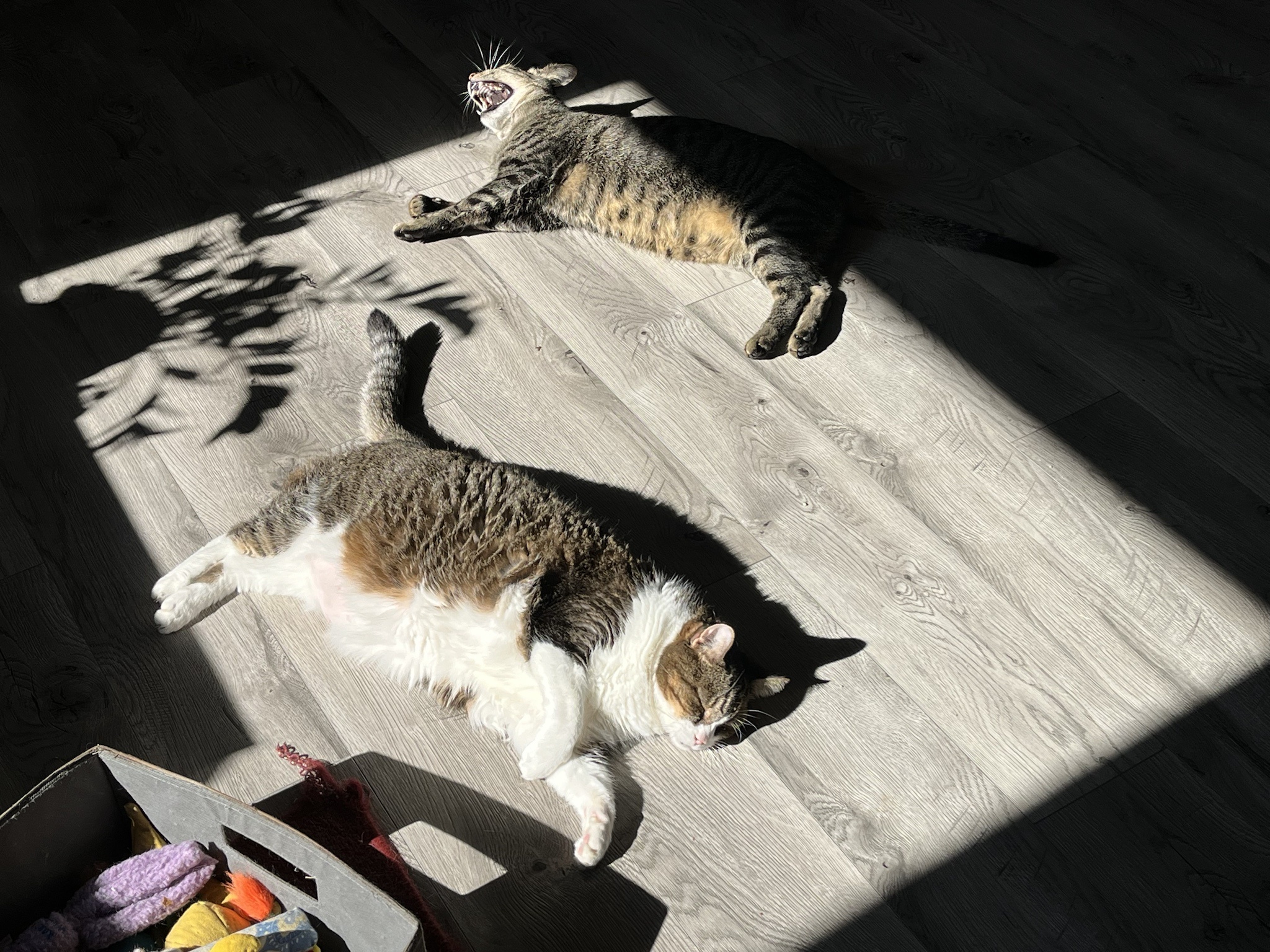 Came Home Early: Nap Time Uninterrupted!