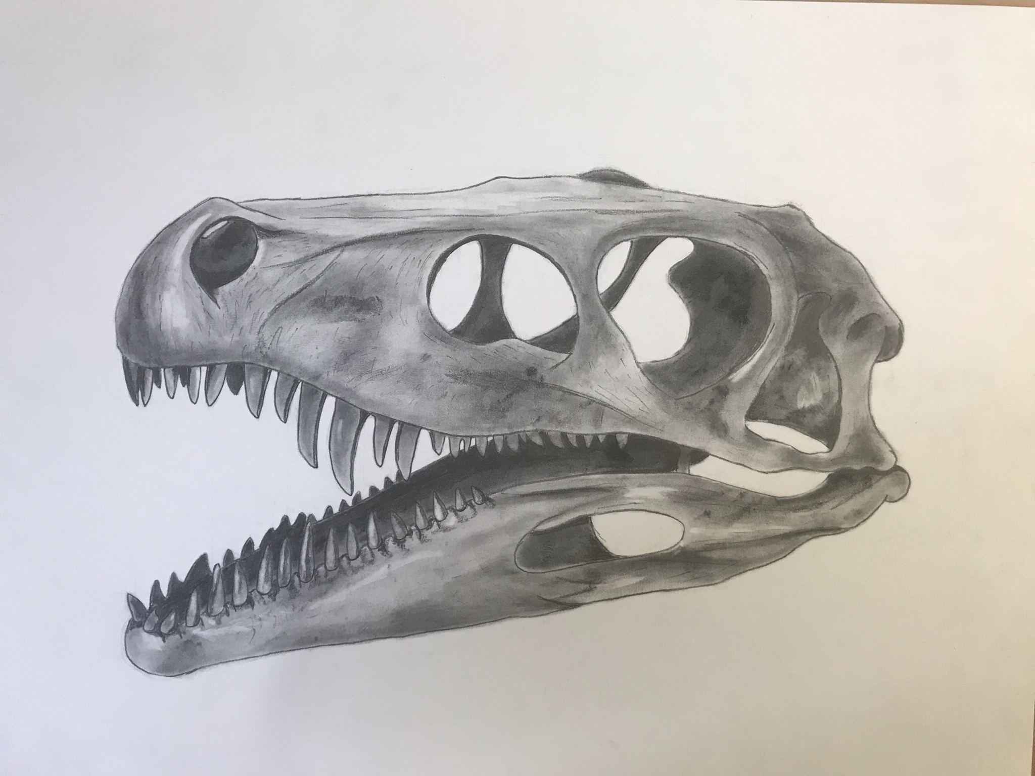 The unique skull of Herrerasaurus: Original Creation