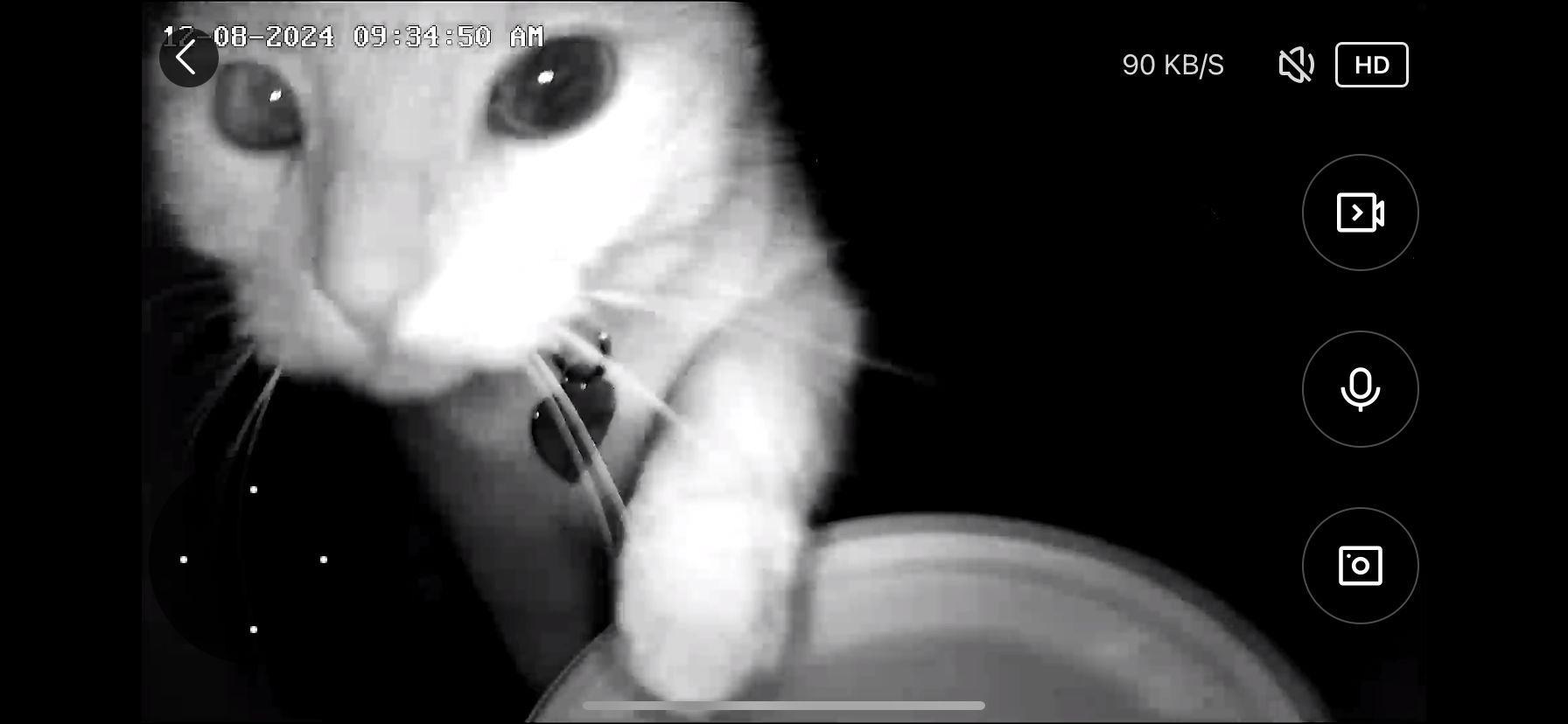 The Camera Clicks as We Check on the Cats