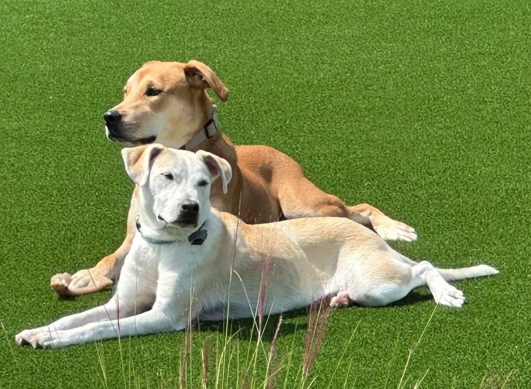 My Two Cherished Angels