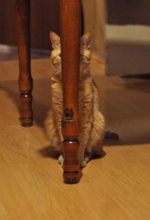 Meet Today's Adorable Cat!
