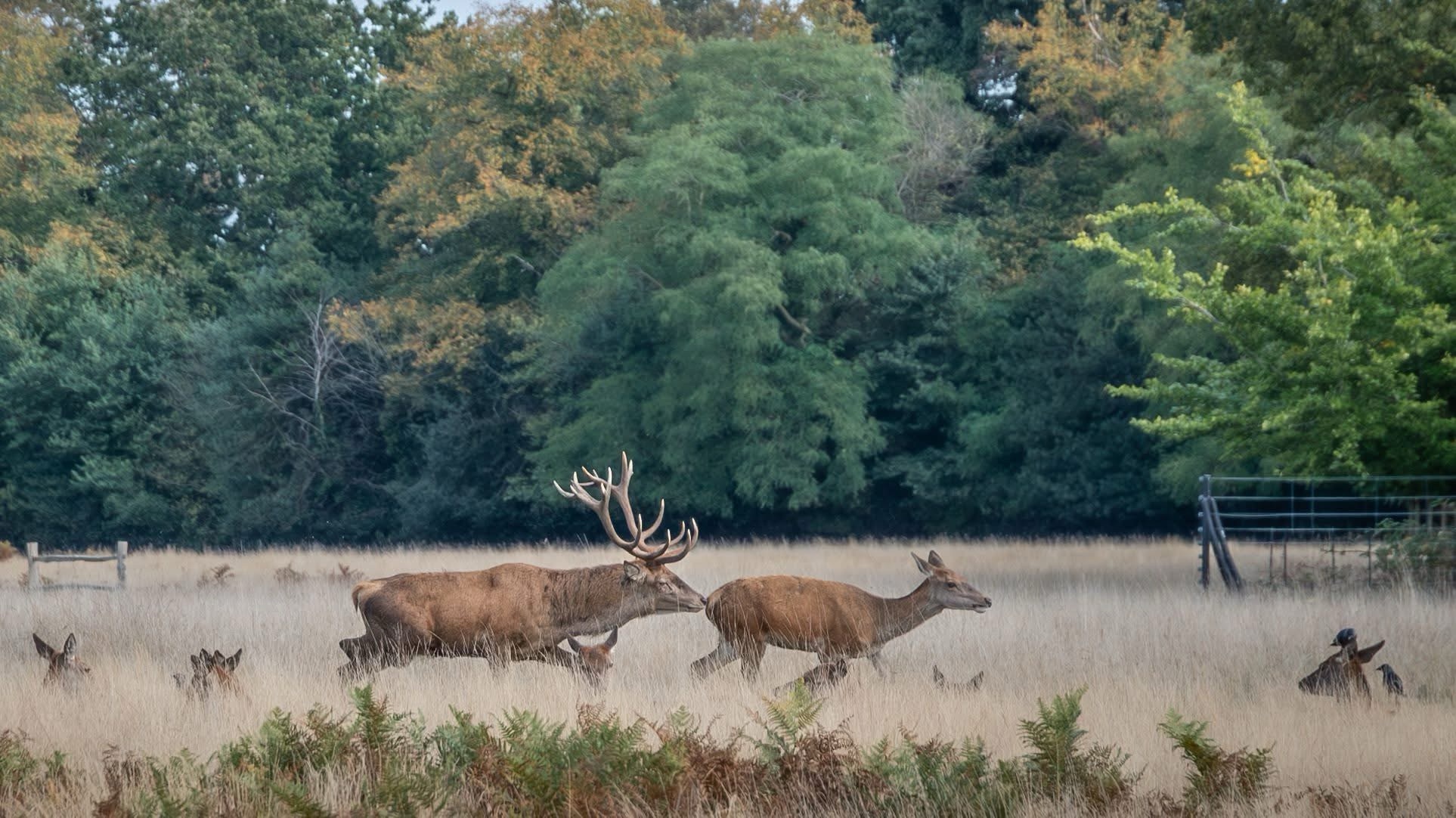 The Wild and Wondrous Rutting Season