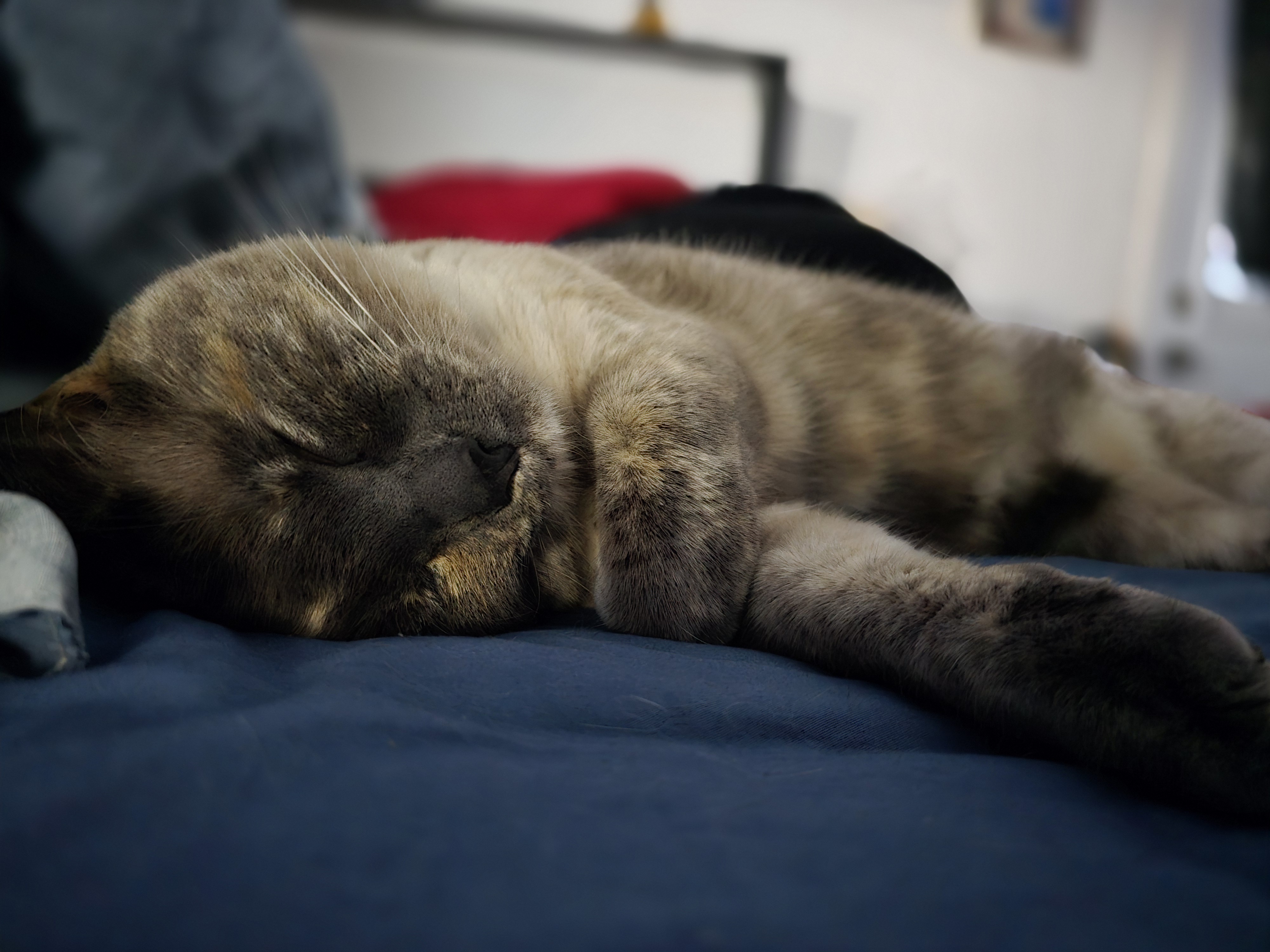All About Cats: The Feline Chronicles