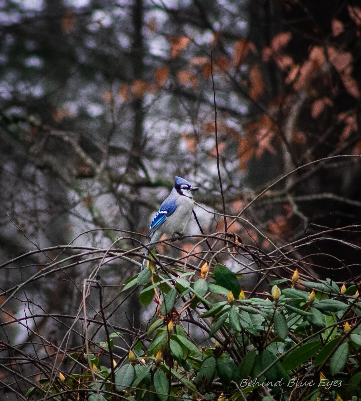 Stunning Bluejay: Nature's Beauty Captured