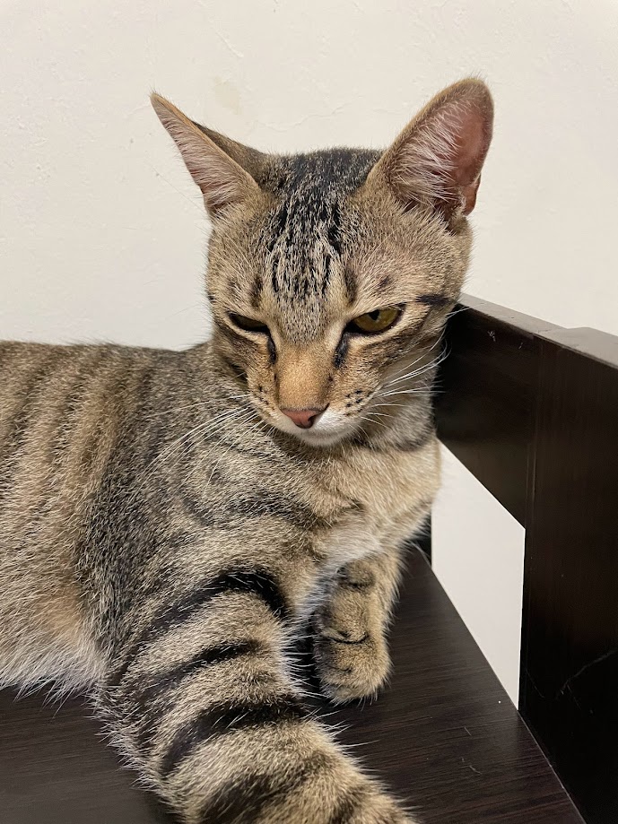 The Adorable Cat Chronicles