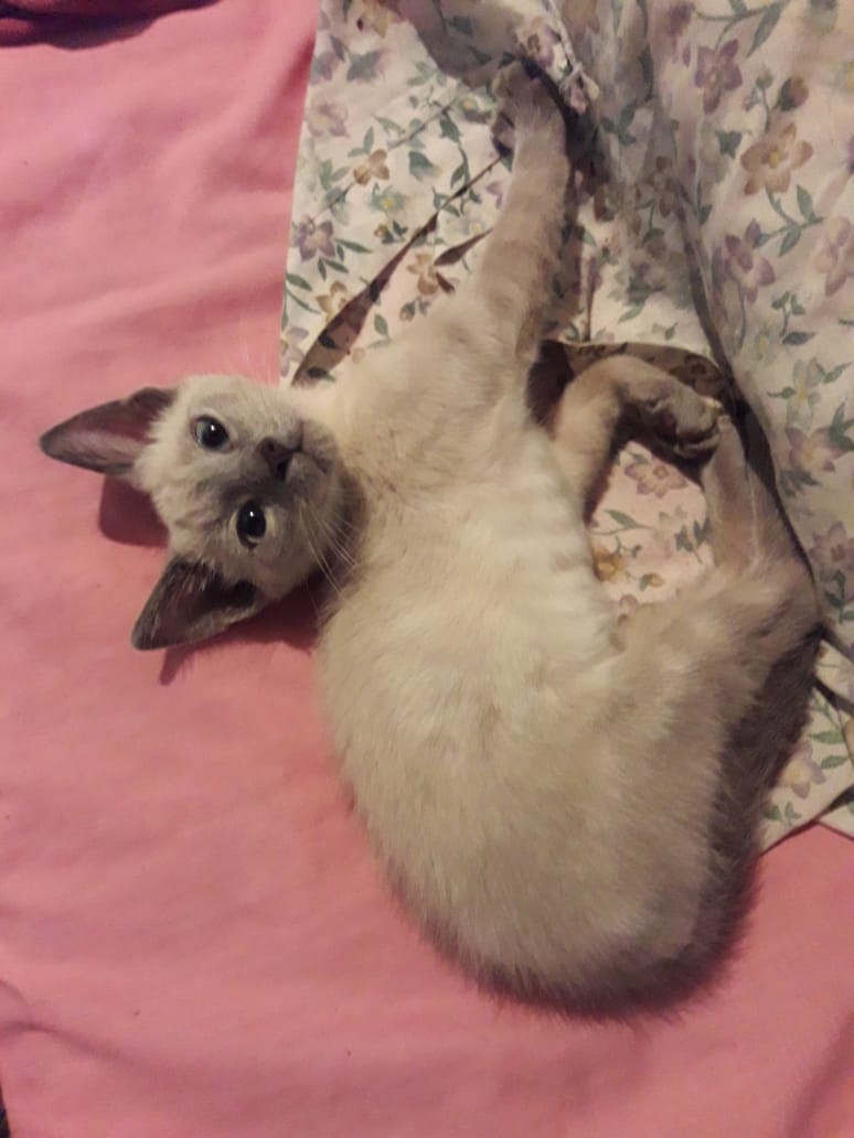So Tiny Yet Adorably Extra!
