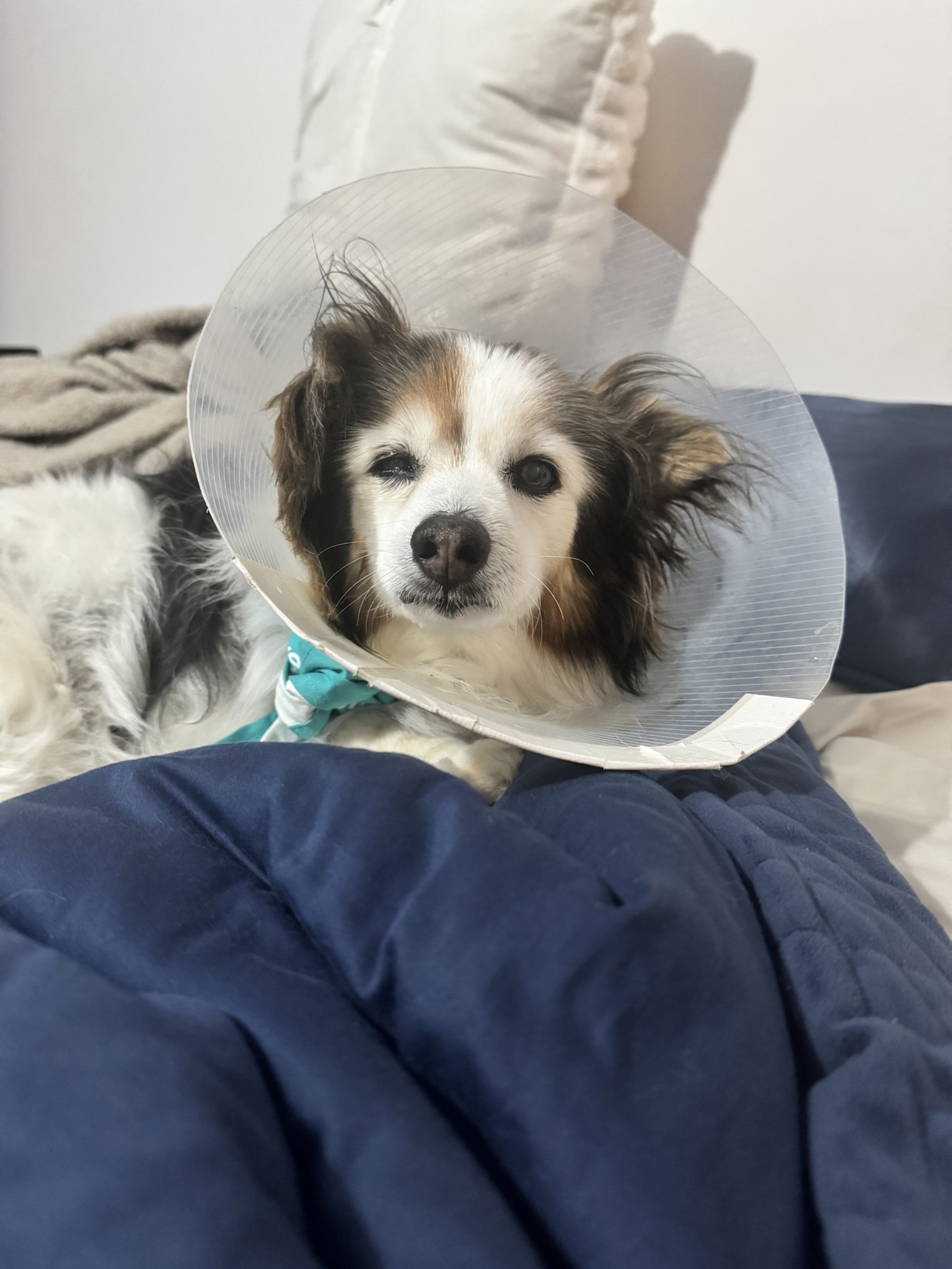 Daily Dose of My Adorable Dog Panko
